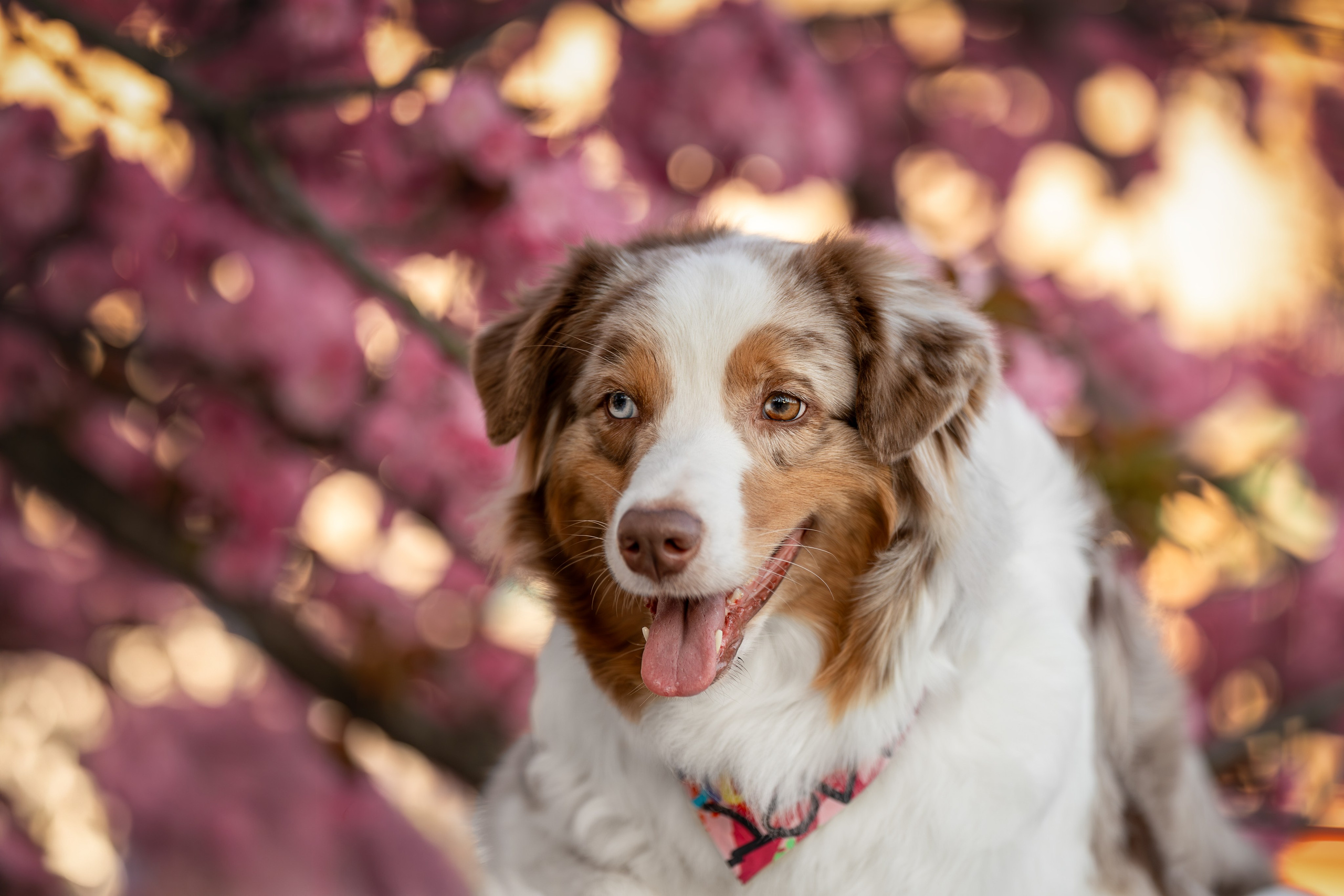 Полли, Австралийская Овчарка. Ирина Голомб|Фотограф-анималист в  Сочи и Калининграде