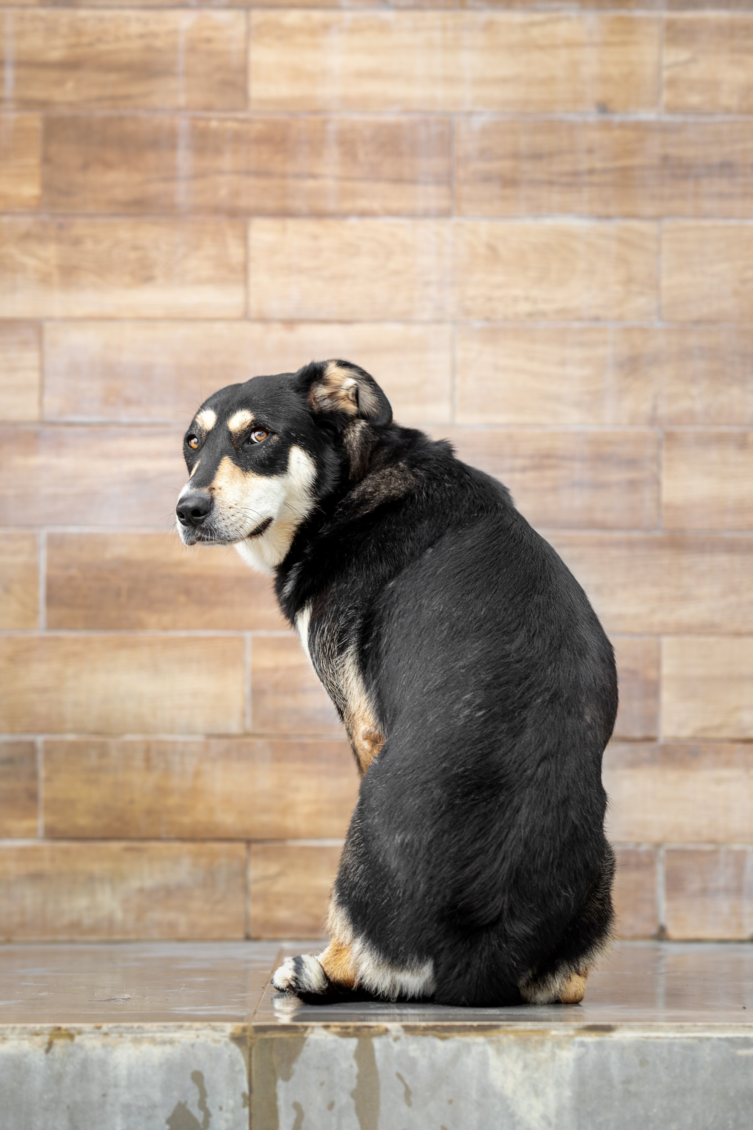 Мини-приют «Возрождение». Ирина Голомб|Фотограф-анималист в  Сочи и Калининграде