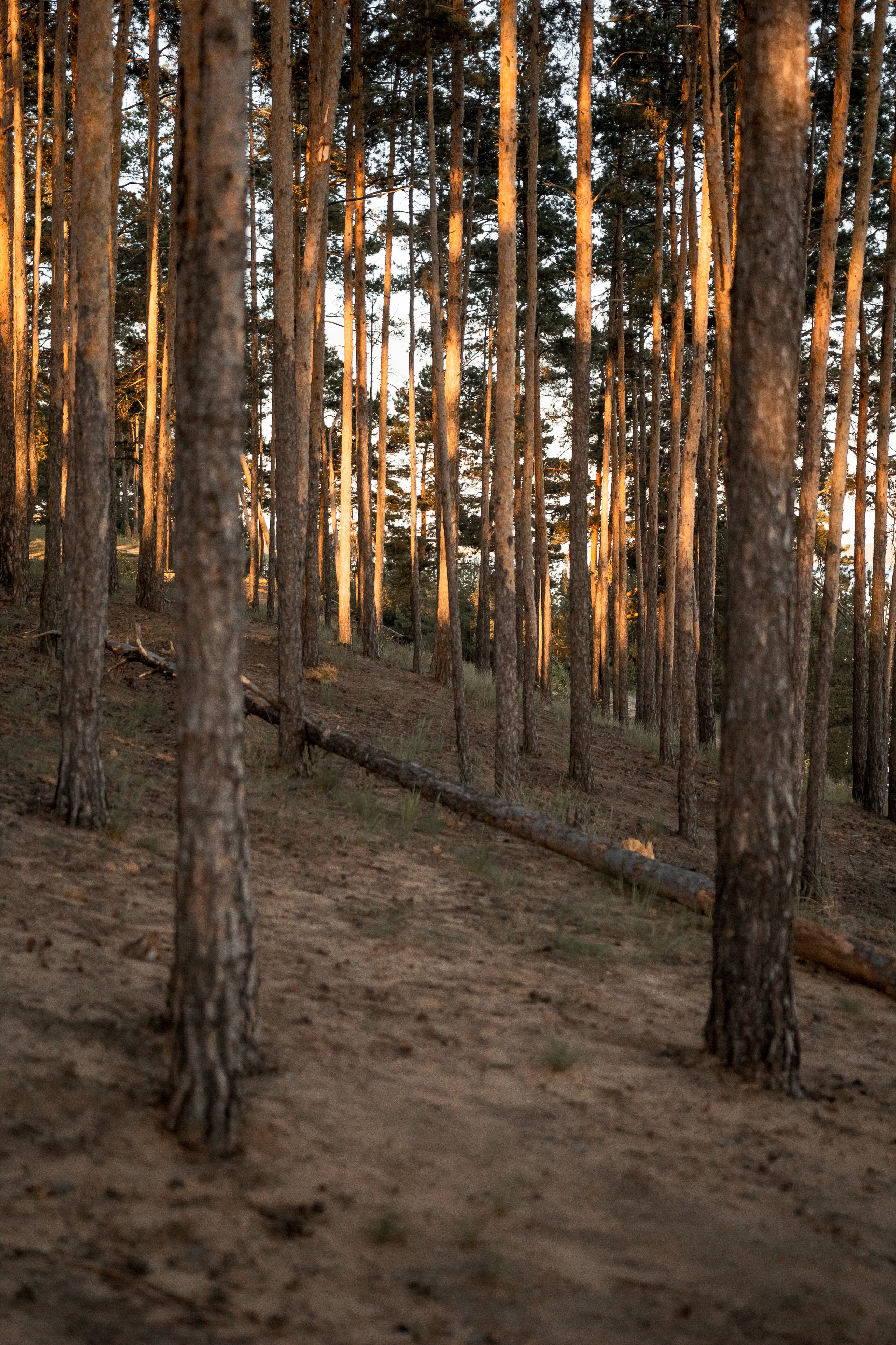 Денис и Татьяна. Портретный фотограф в Москве Ольга Акушко