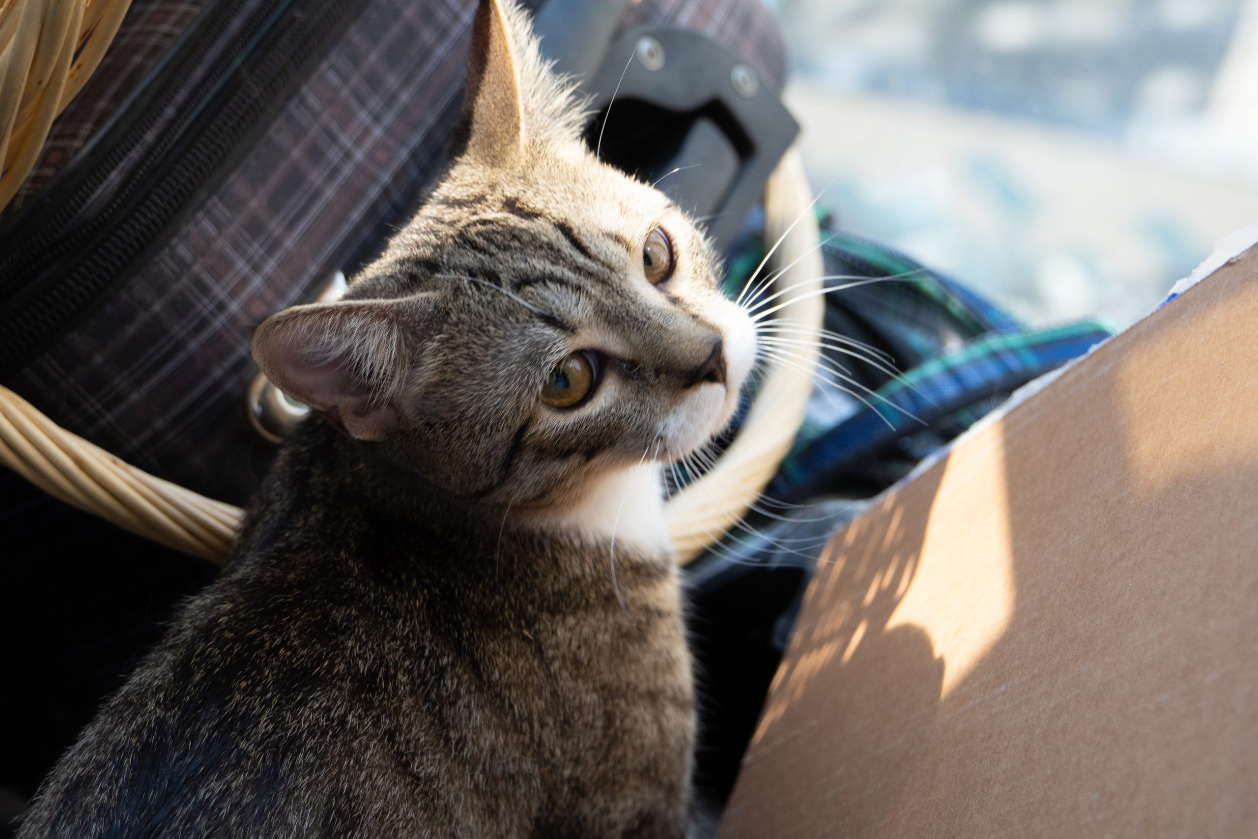 Приют для животных «Пушистые друзья». Видеограф, фотограф в Санкт-Петербурге Элеонора Петрова