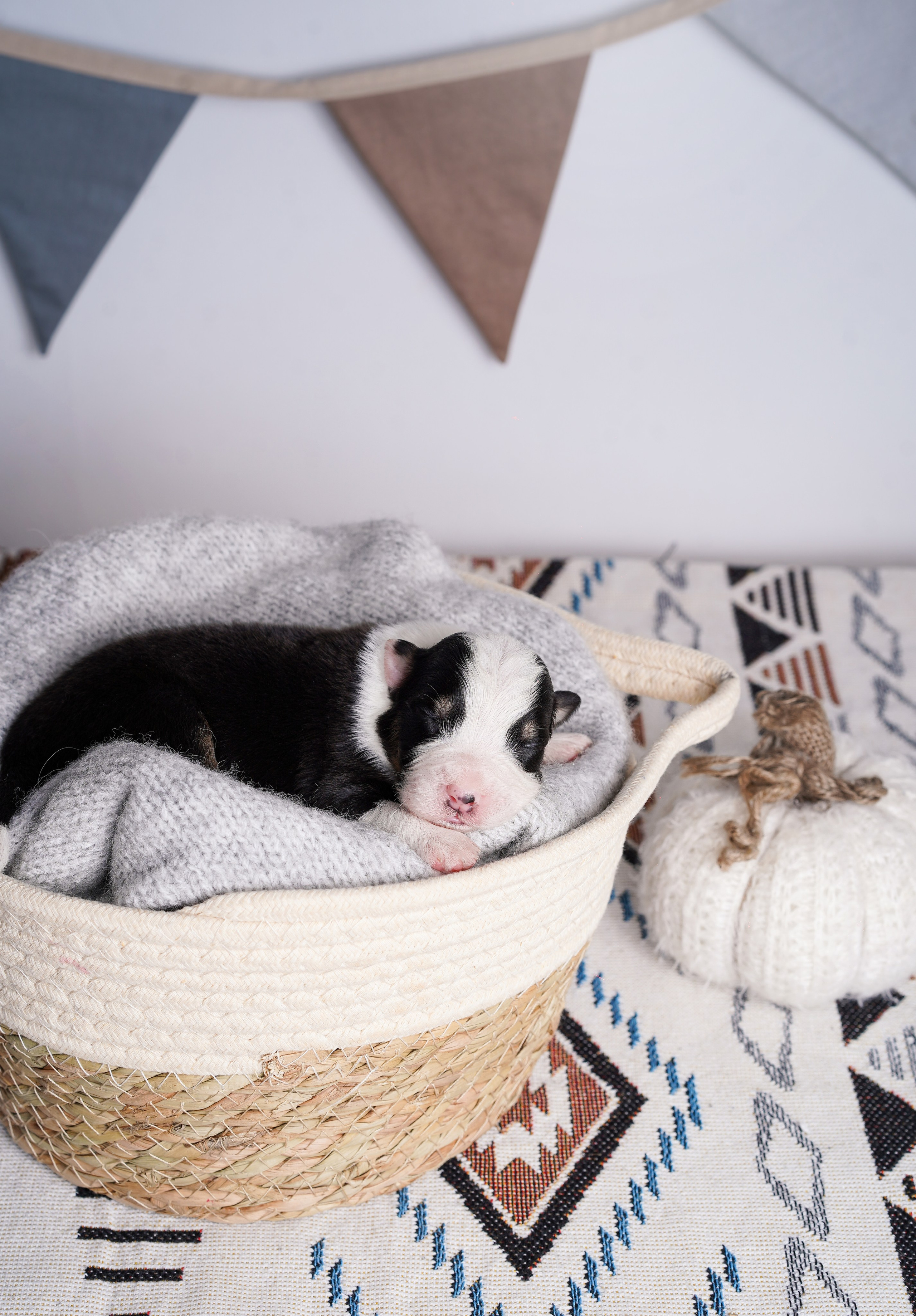 Щенки аусси. Фотограф-анималист в Санкт-Петербурге Яна Мартынова