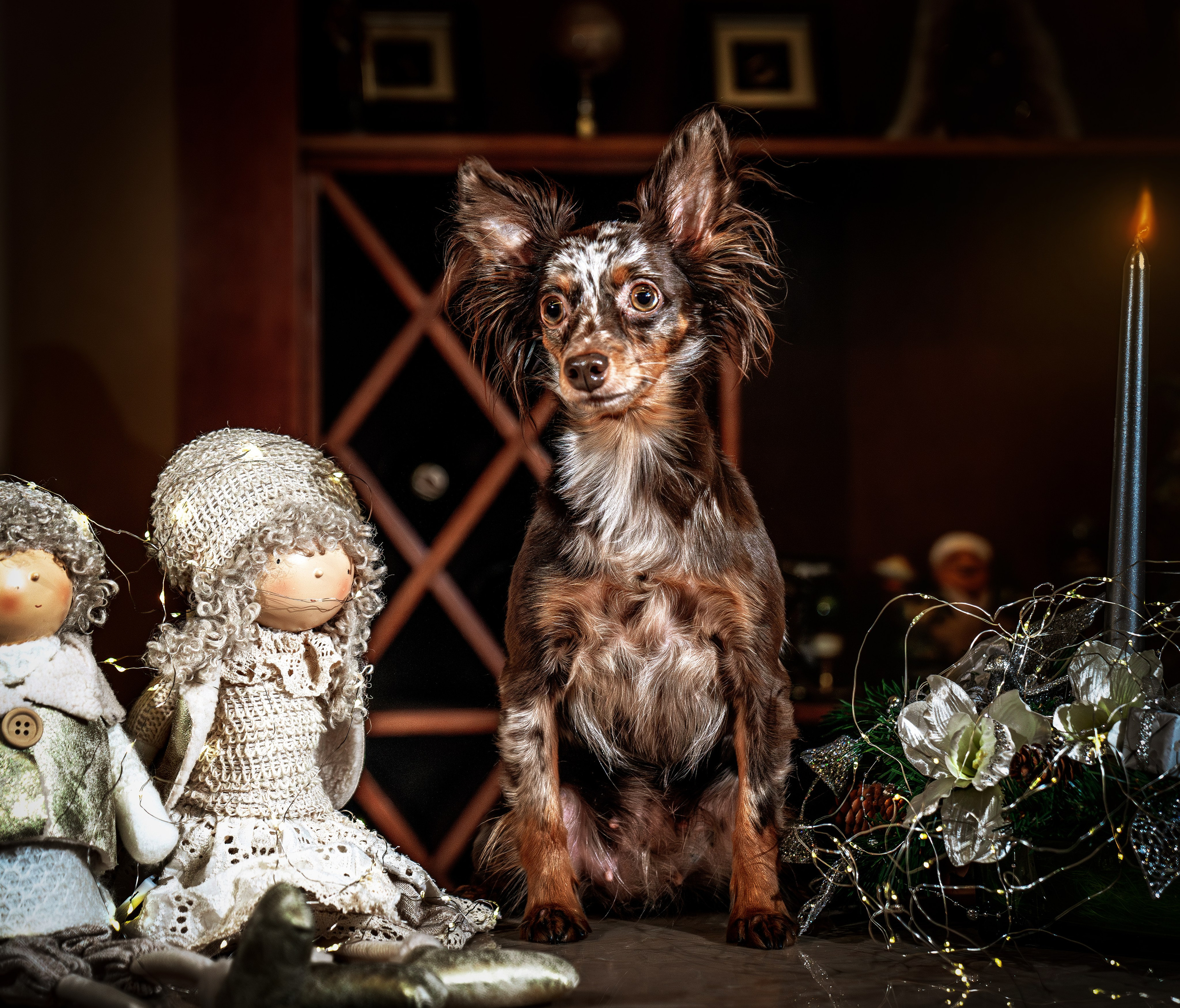 ФОТОПАМЯТЬ ВАШИХ ЭМОЦИЙ. Фотограф-анималист, семейный фотограф в Москве и Подмосковье. Фотосъёмка кинологических дисциплин