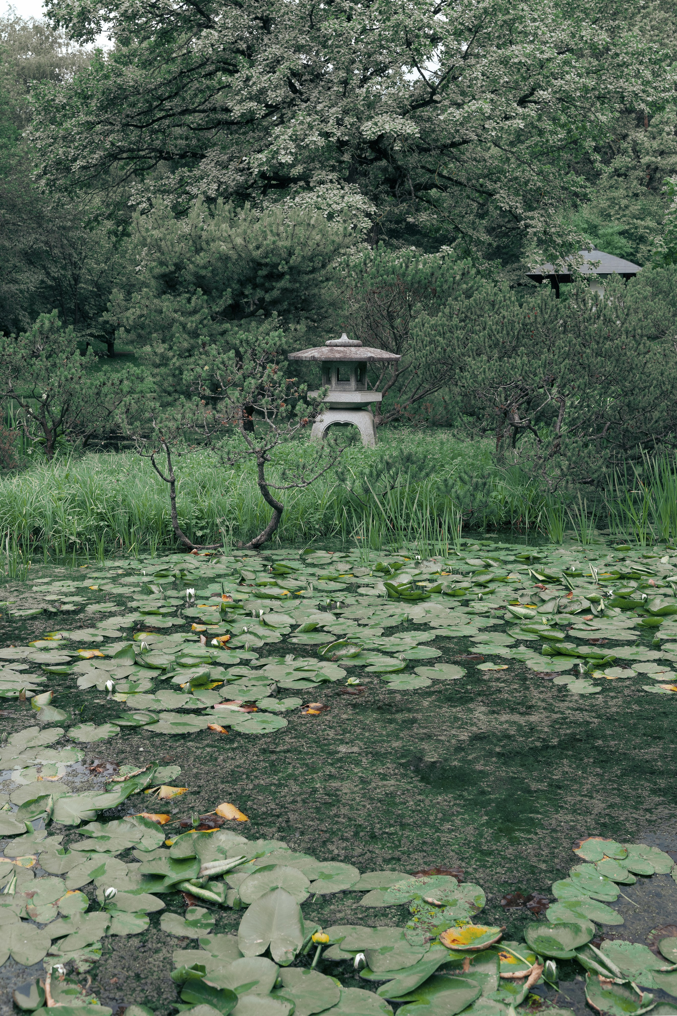 JAPANESE GARDEN. Anne Demia