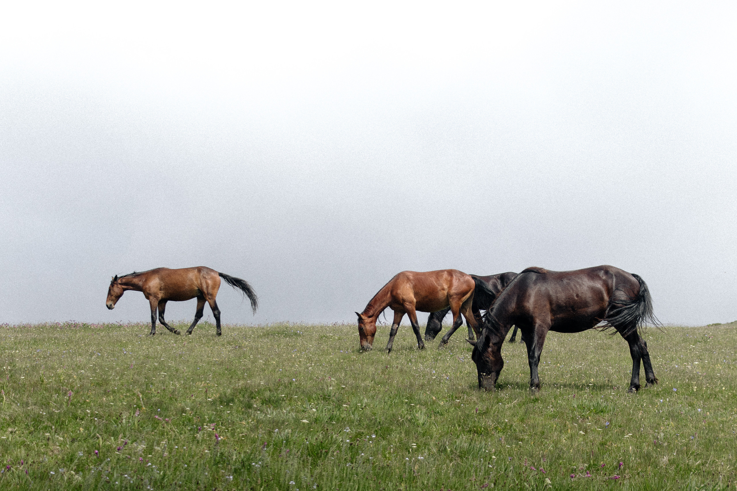 Taisia. Photographer Elizaveta Samokrutova