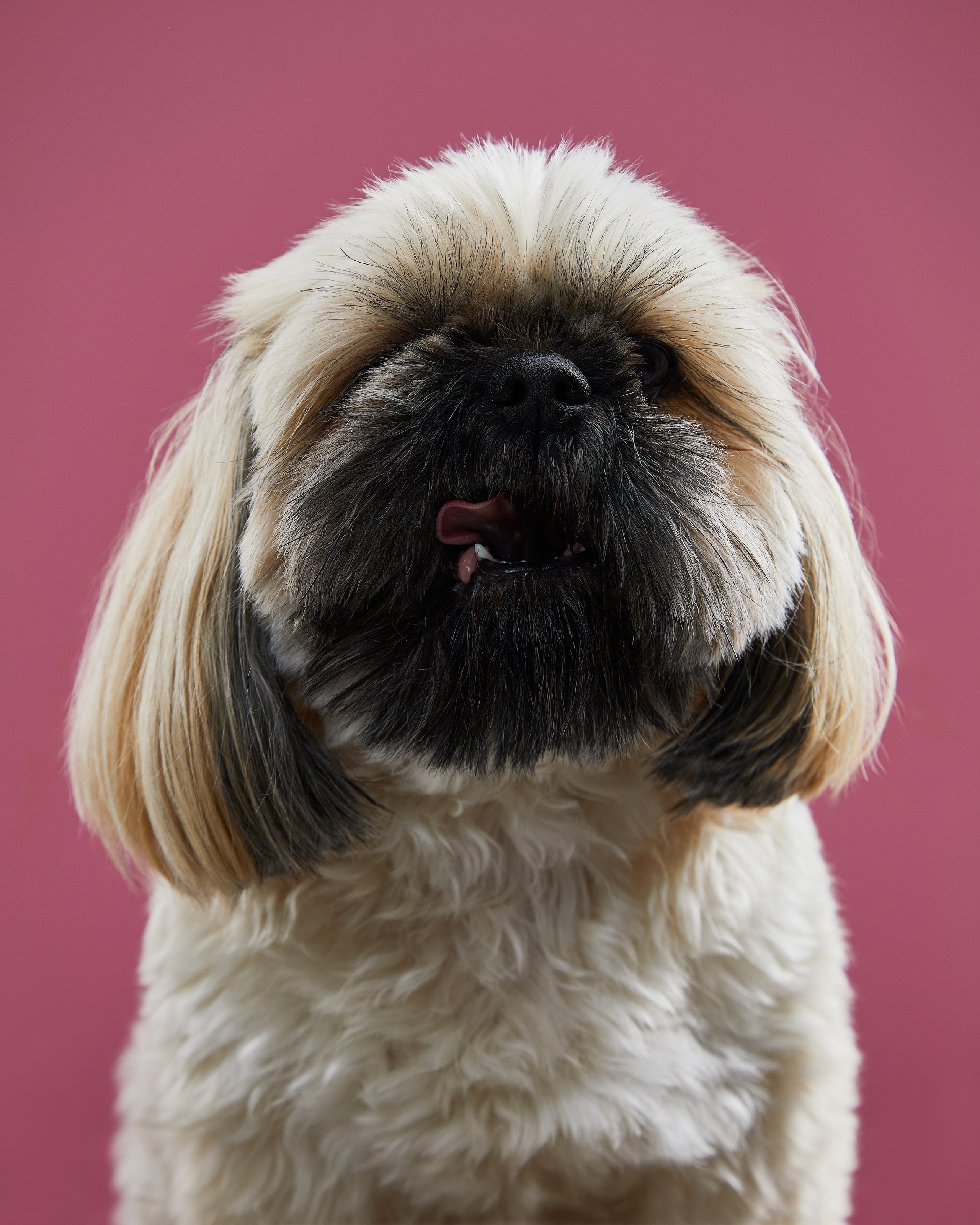 Pets Photography / Фотограф Собак