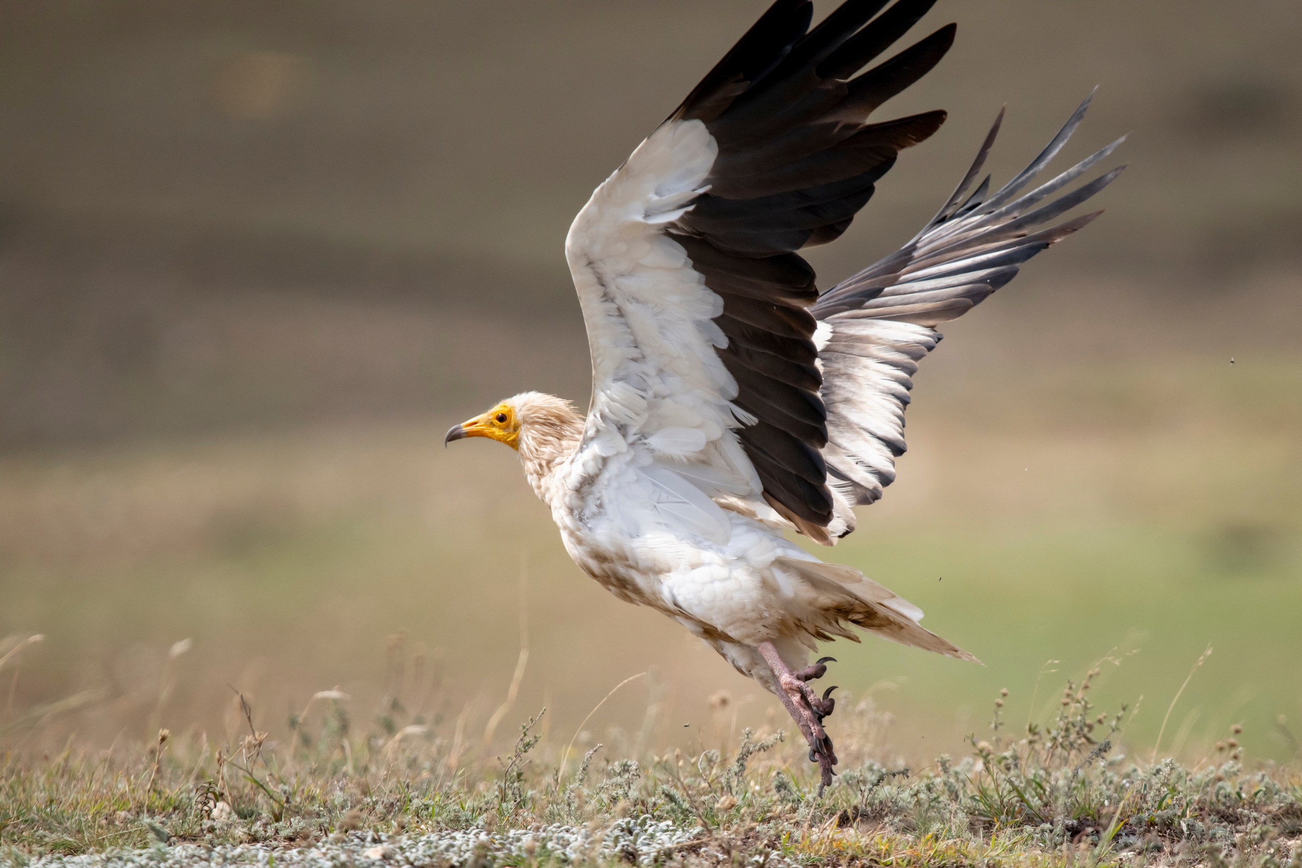 Природа Дагестана, сентябрь 2024. Foto-Zuev фотография как искусство