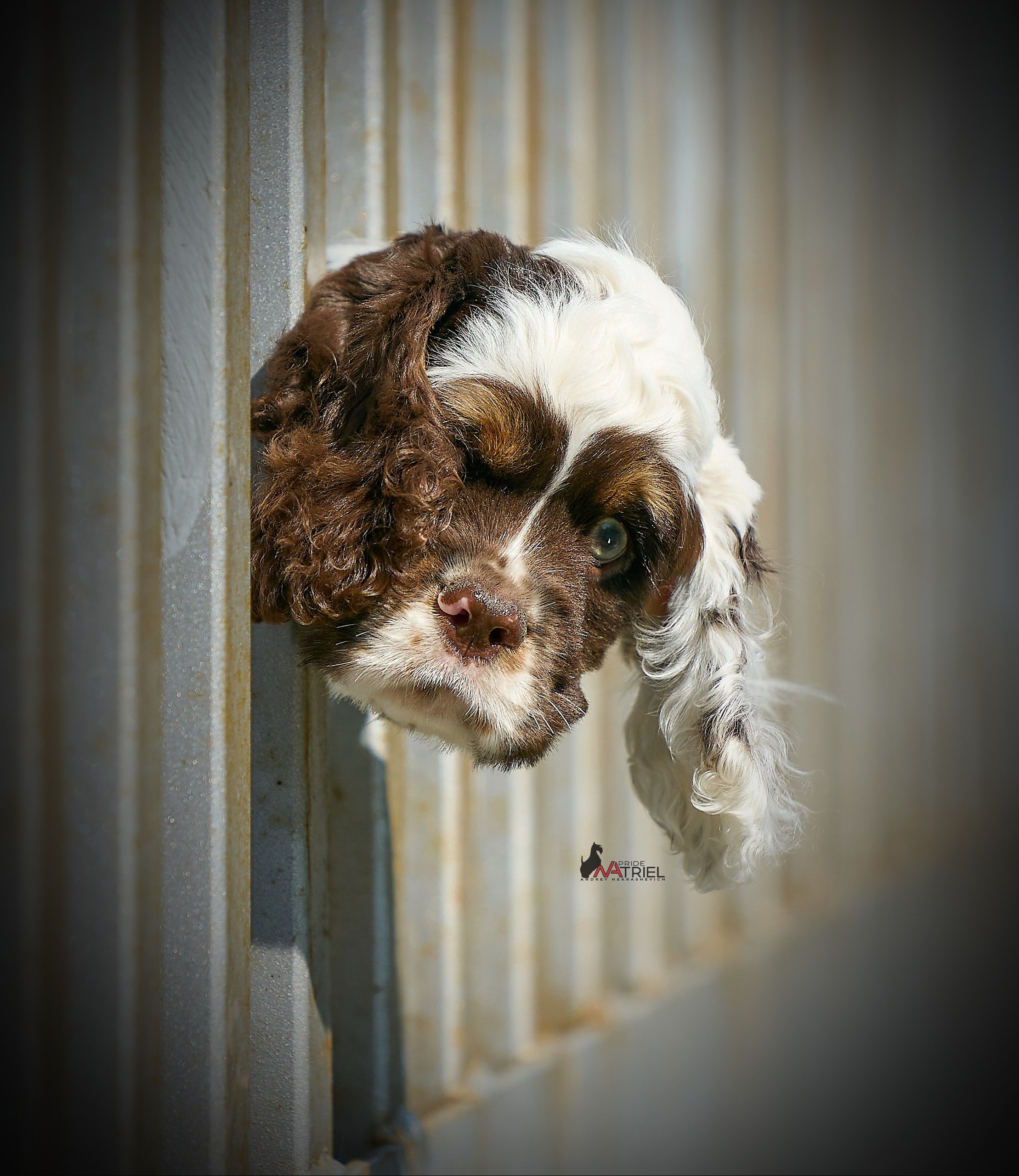 Прогулка со щенком