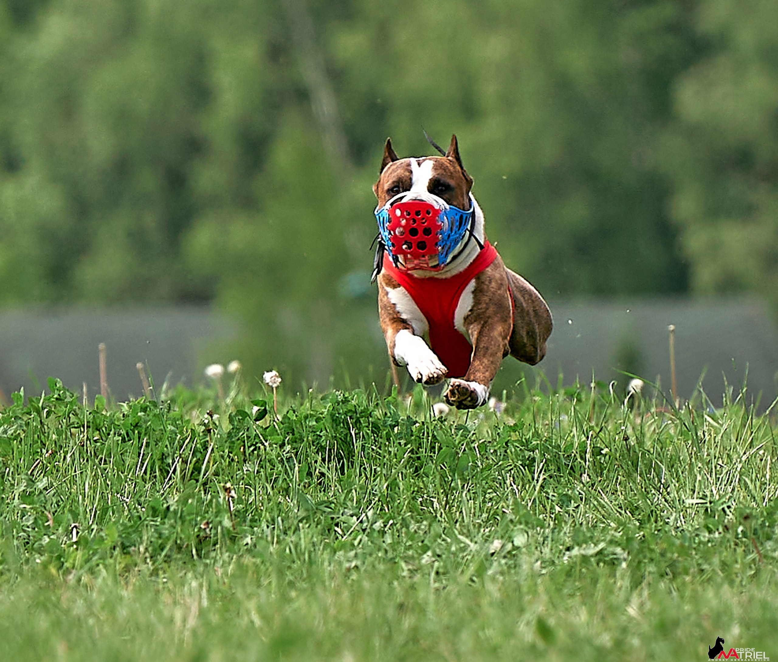 Съемка курсинг — галерея NATRIEL