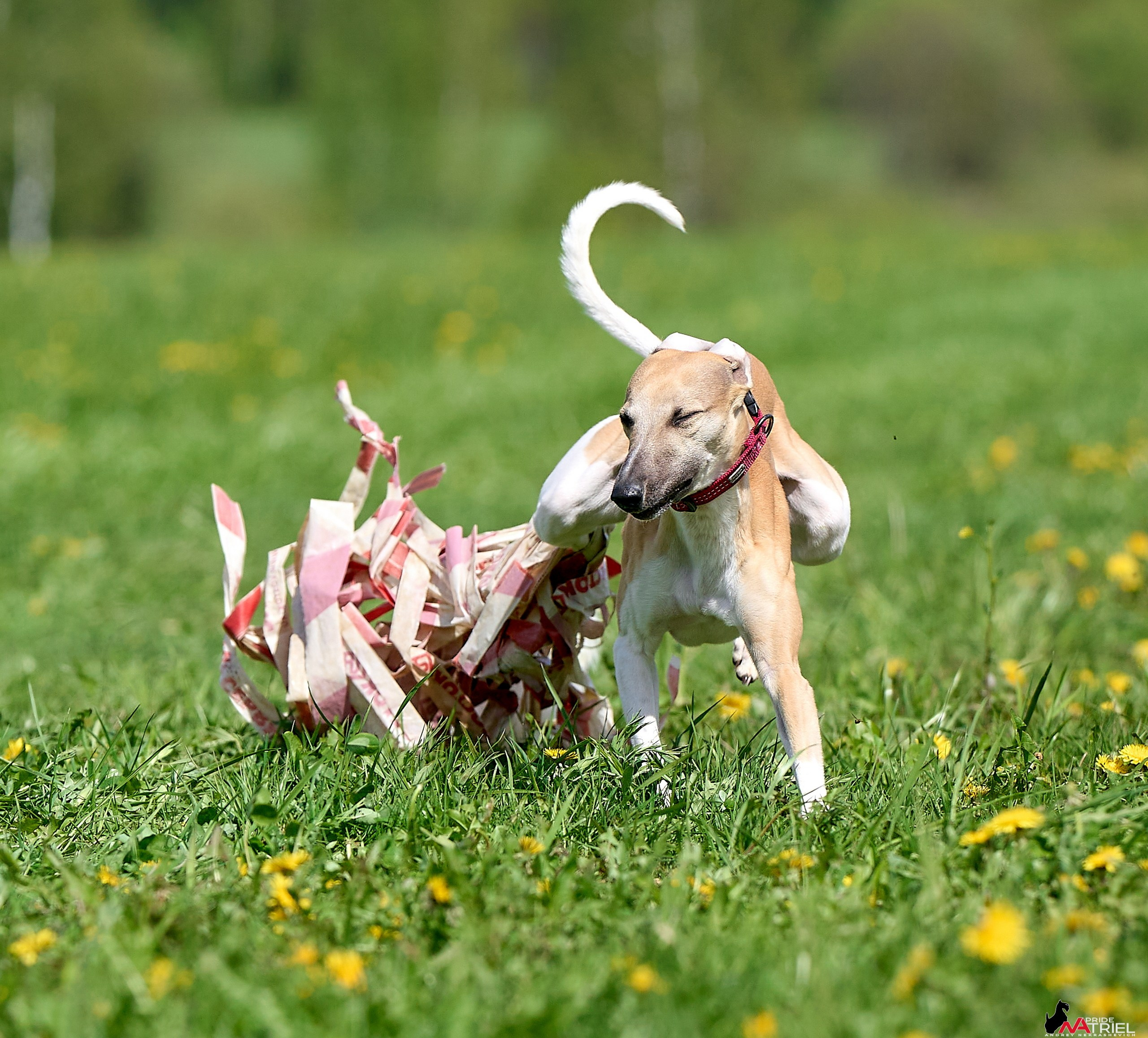 Съемка курсинг — галерея NATRIEL