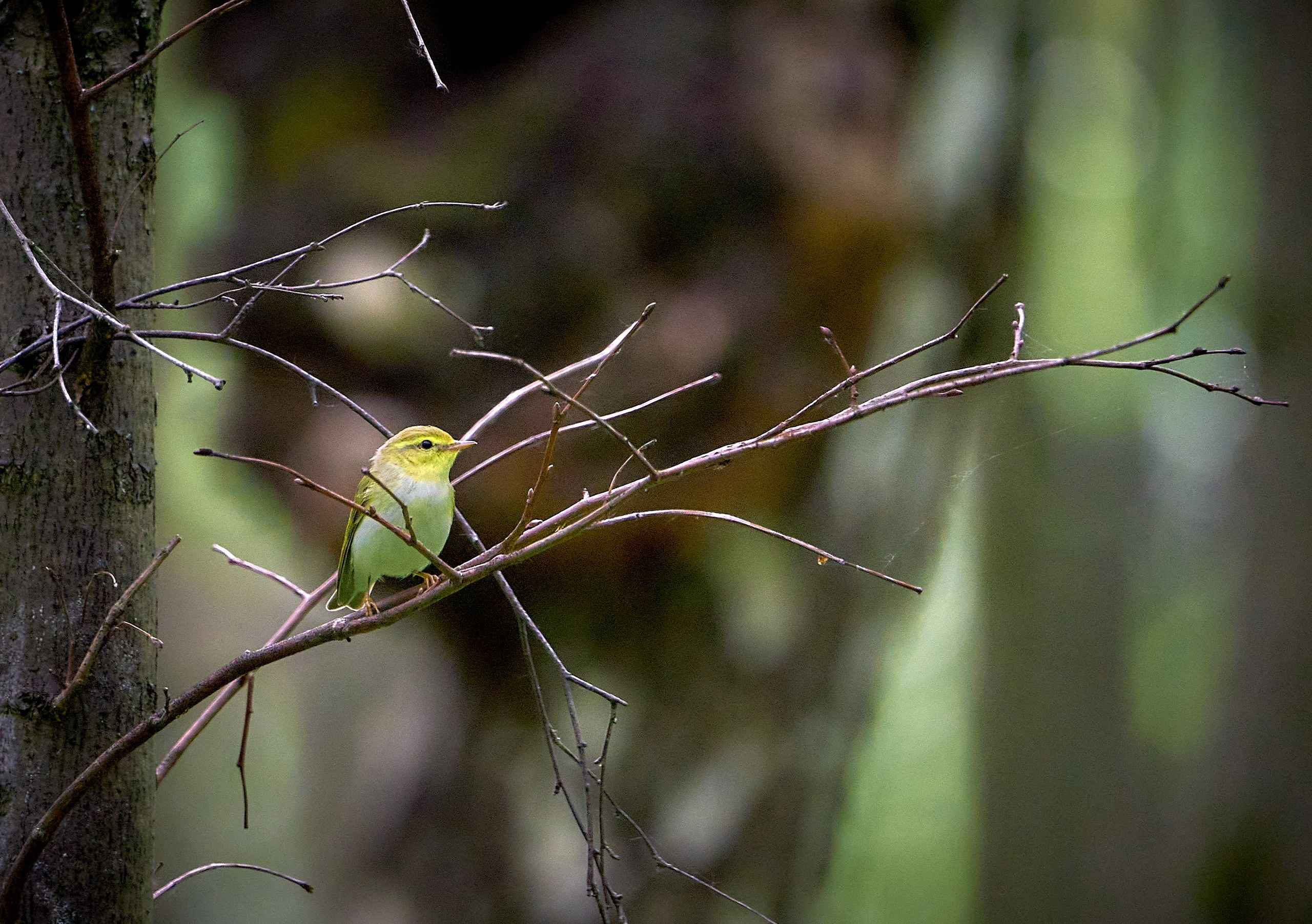 Фото птиц — галерея NATRIEL