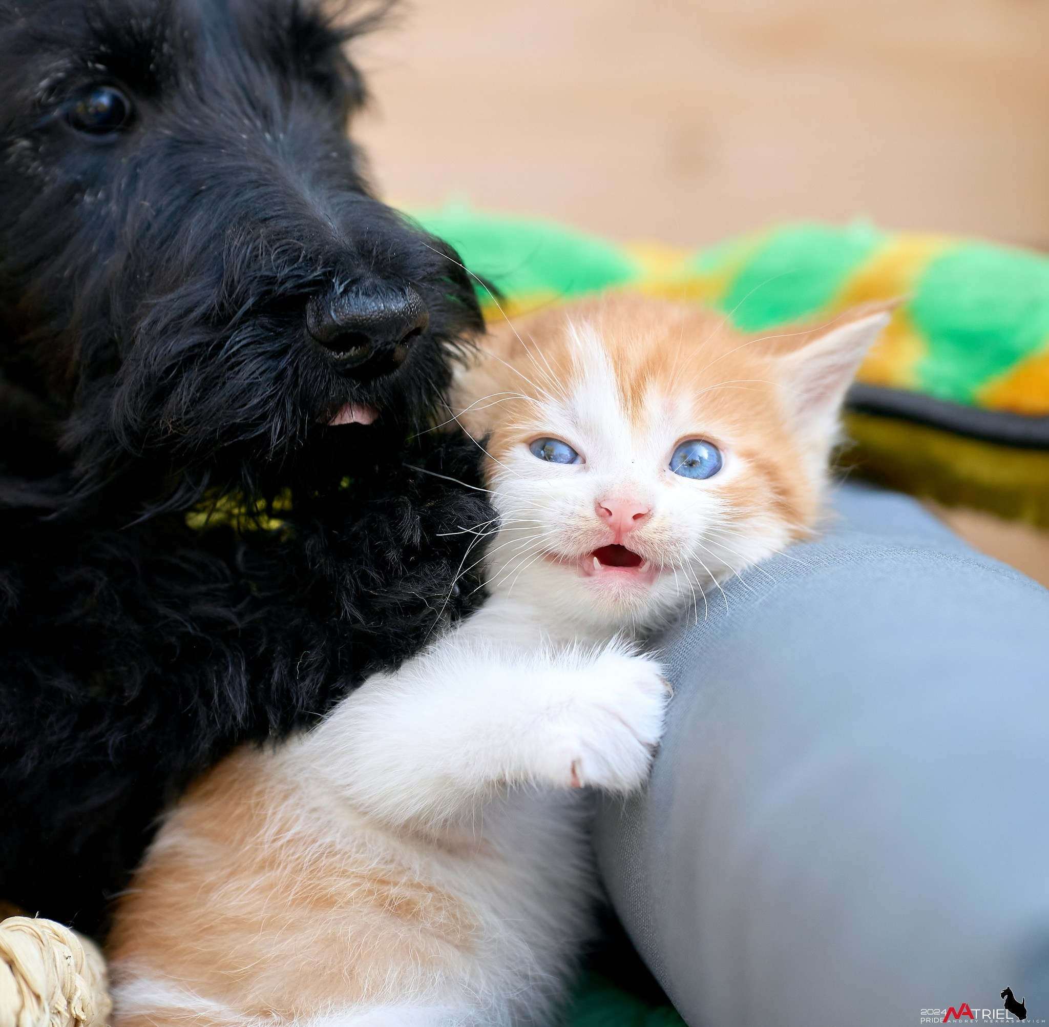 Домашние кошки — галерея NATRIEL