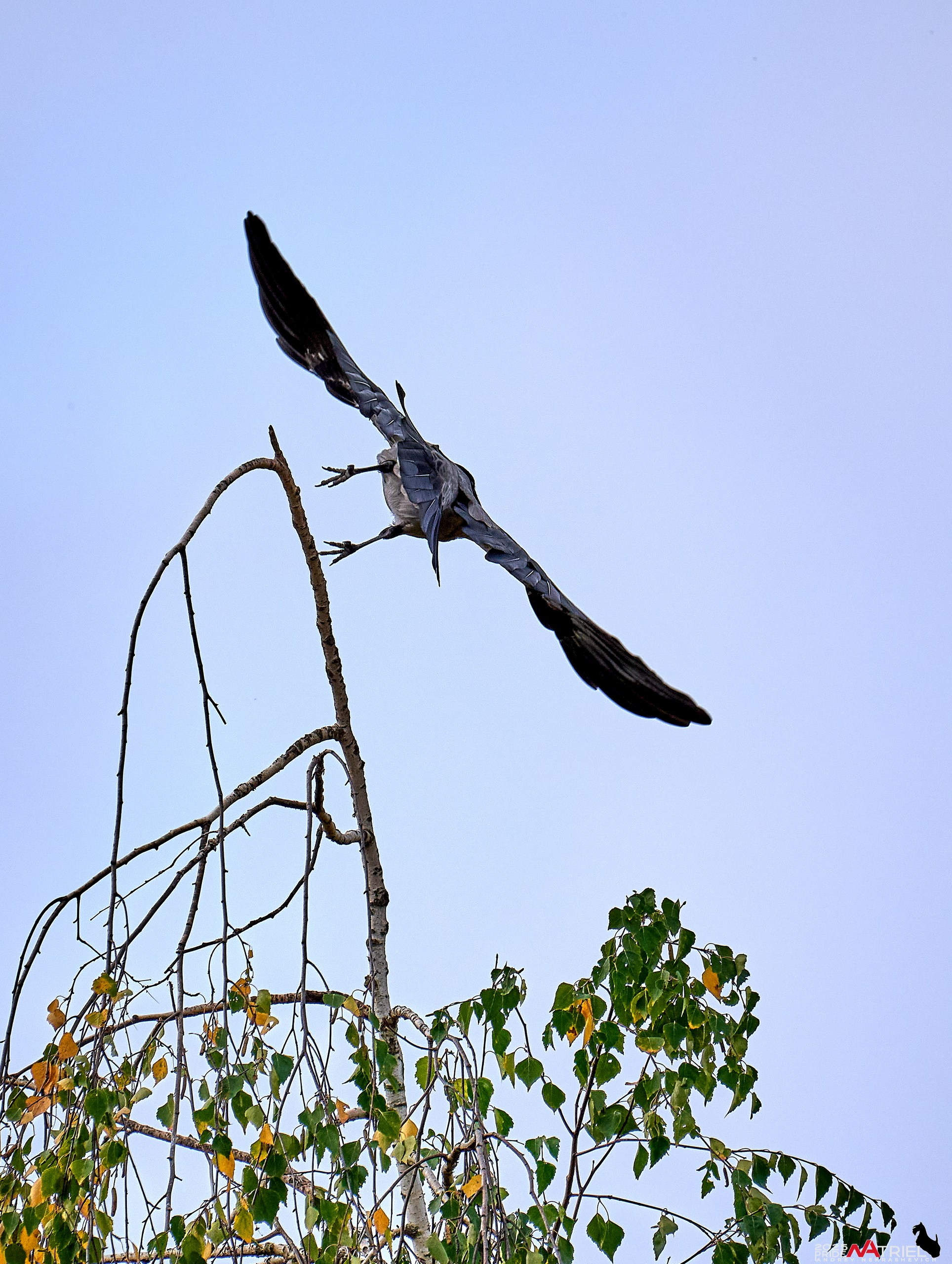 Съемка с объективом Sony 200-600 на камеру Sony A1m2