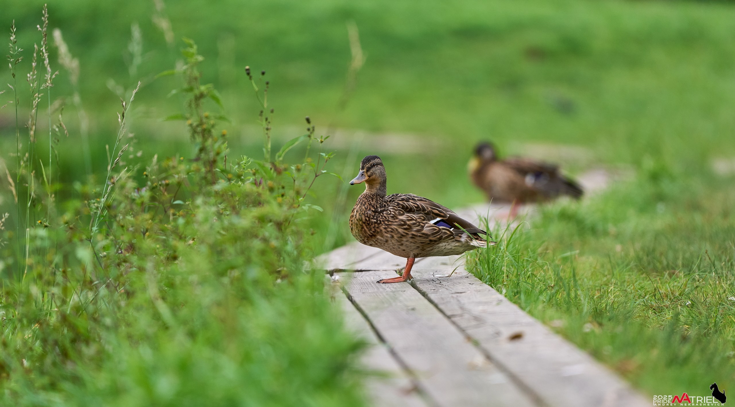 Утки на пруду