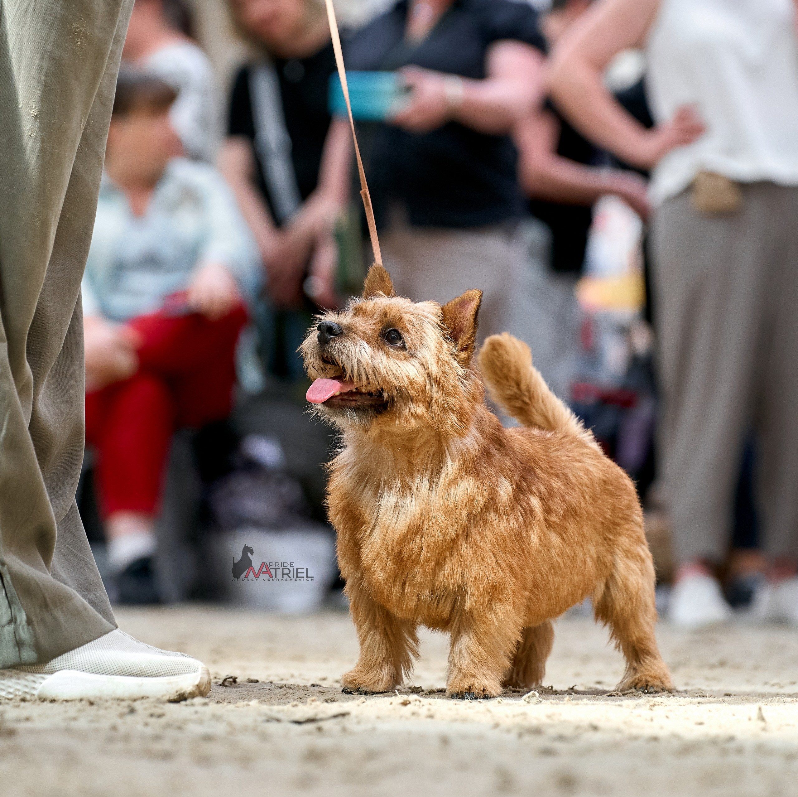 Работа в рингах — галерея NATRIEL