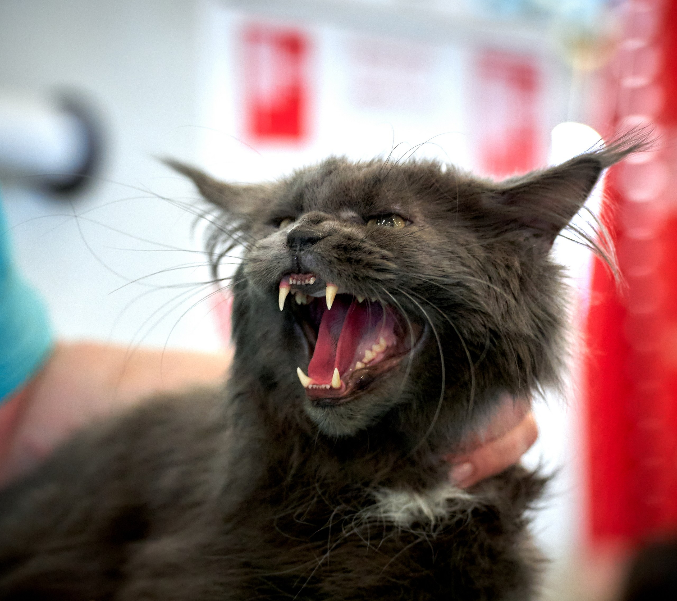 Кошки на выставках — галерея NATRIEL