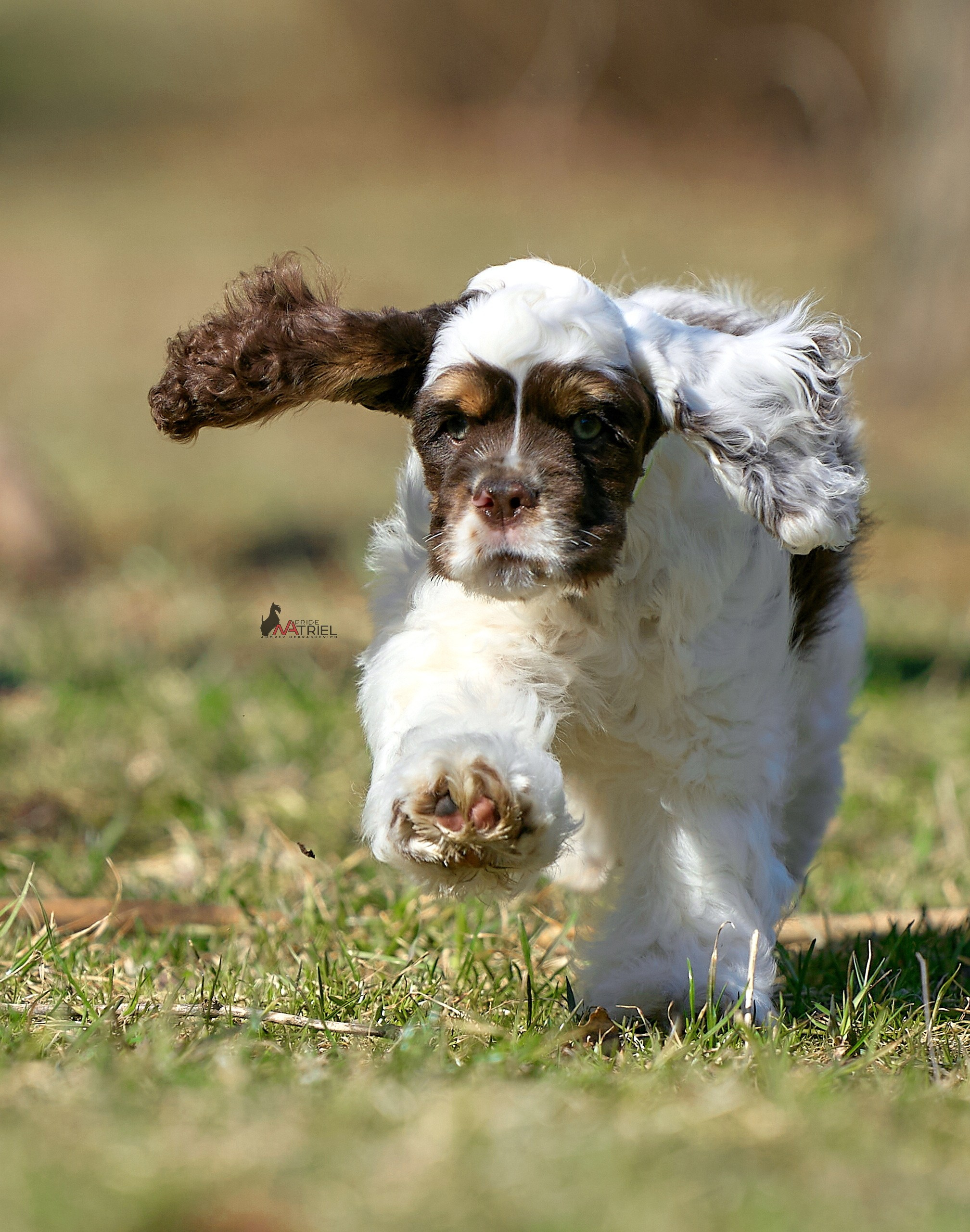 Прогулка со щенком