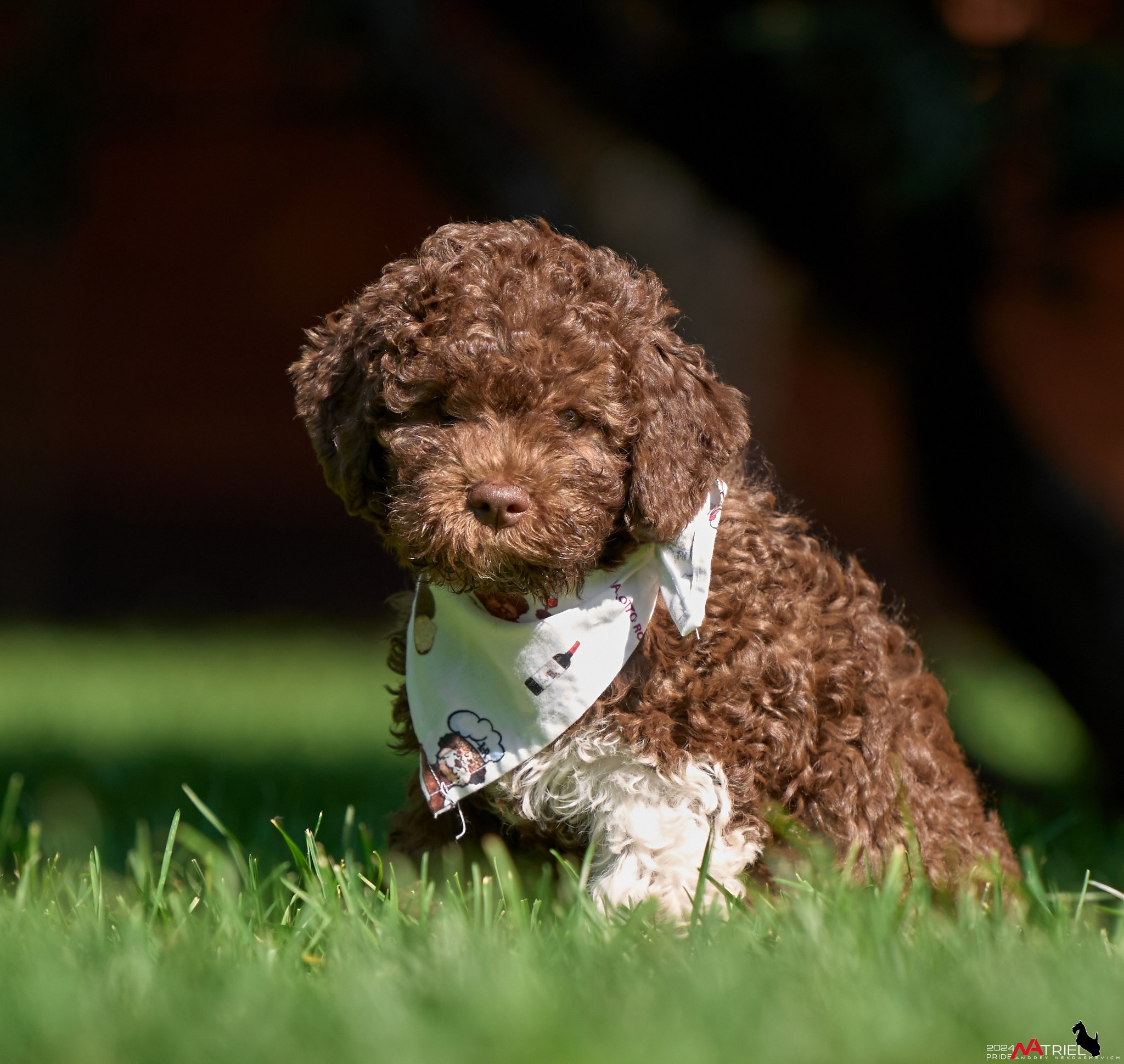 Съемка щенков лаготто на природе
