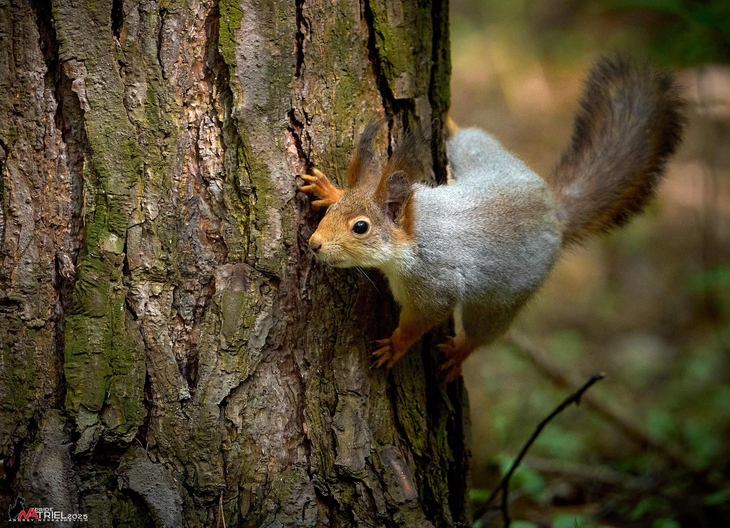 Съемка в майском лесу