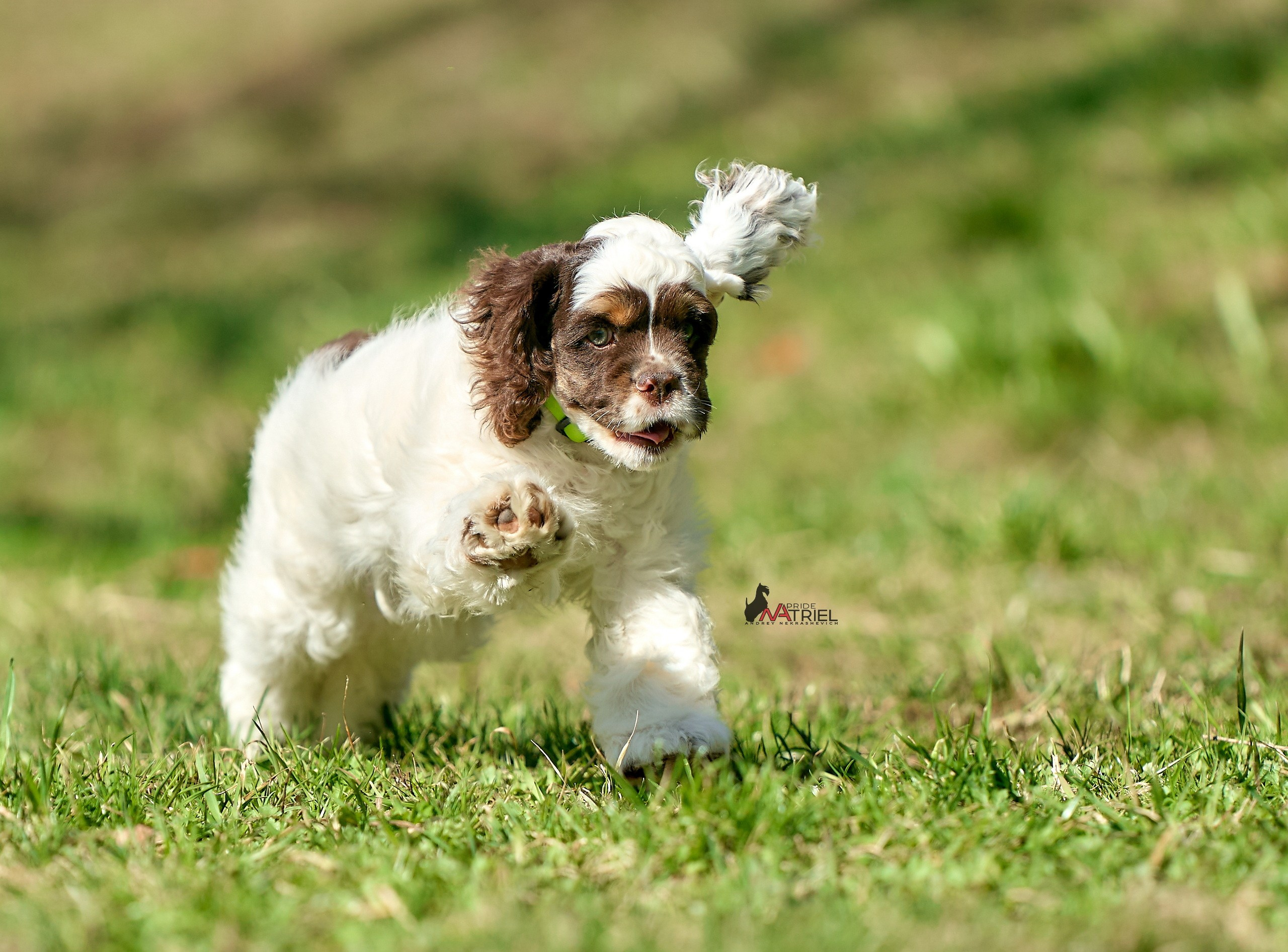 Прогулка со щенком