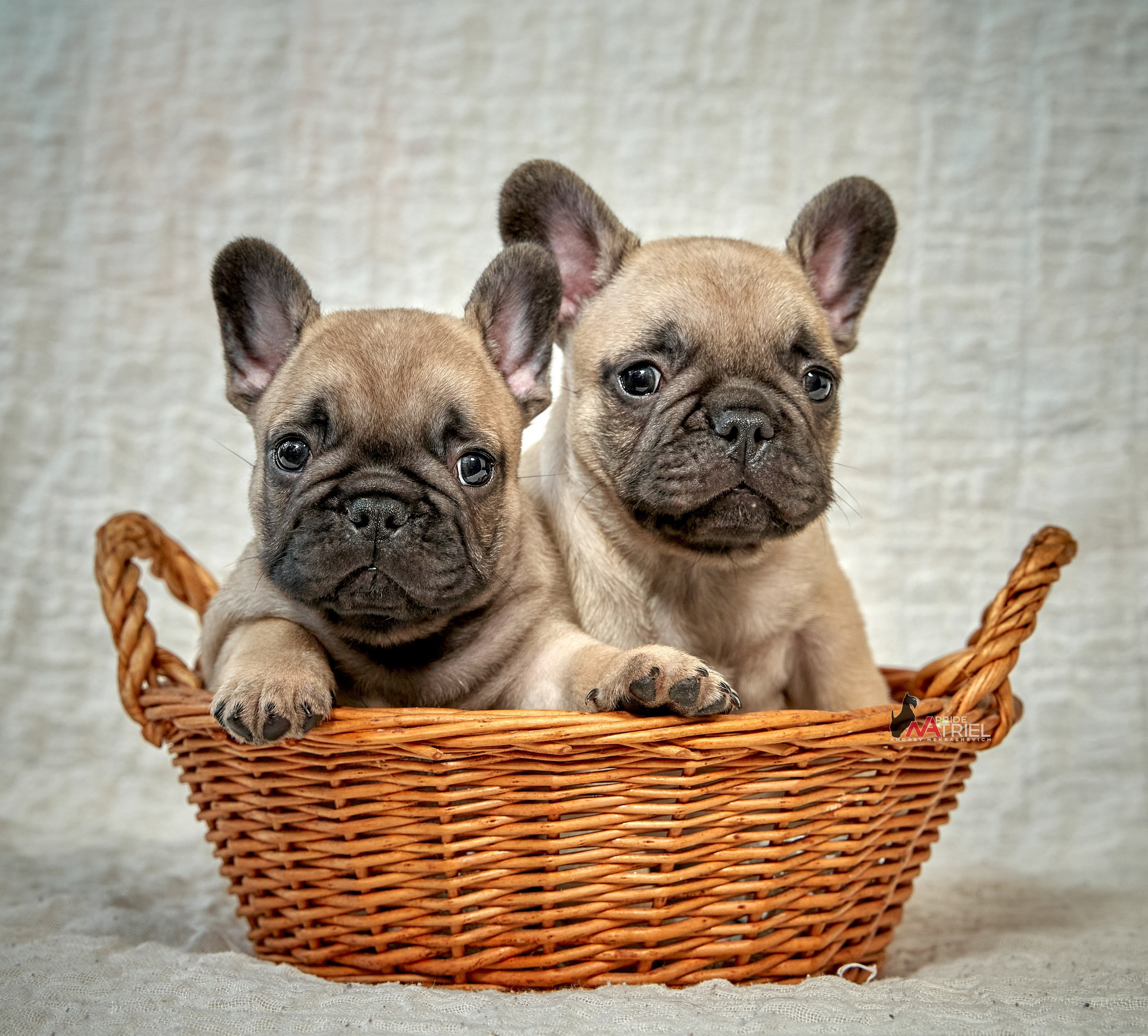 Щенки дома — галерея NATRIEL