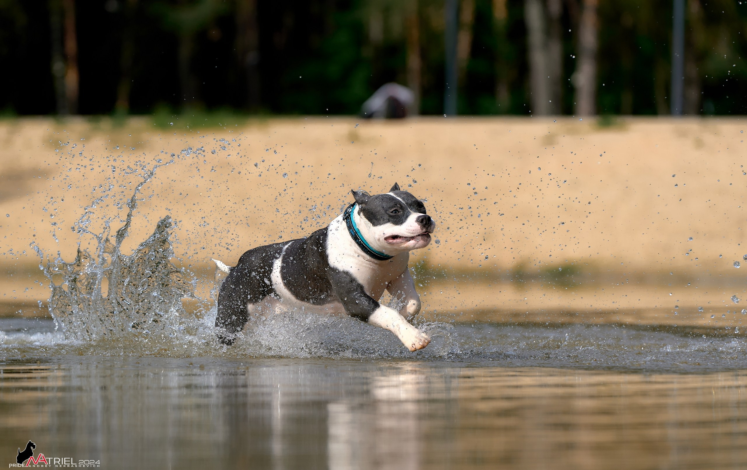 Фотопрогулка с булли