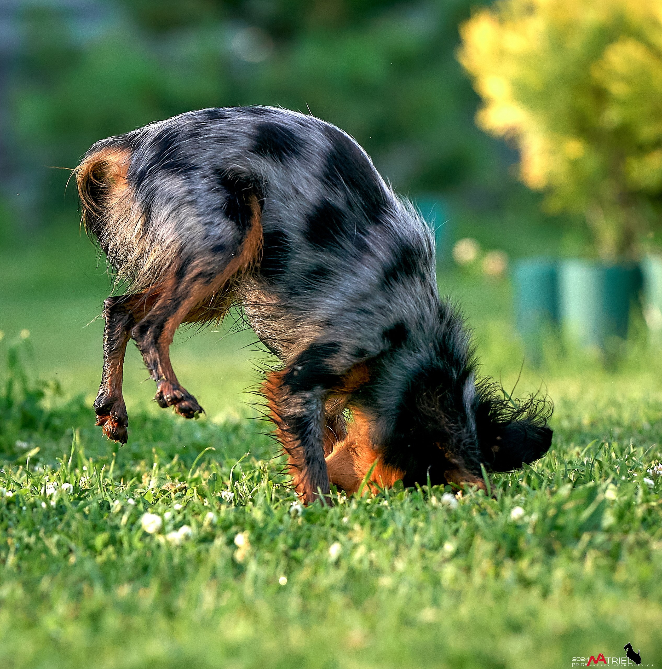 Фотопрогулка с крысариками