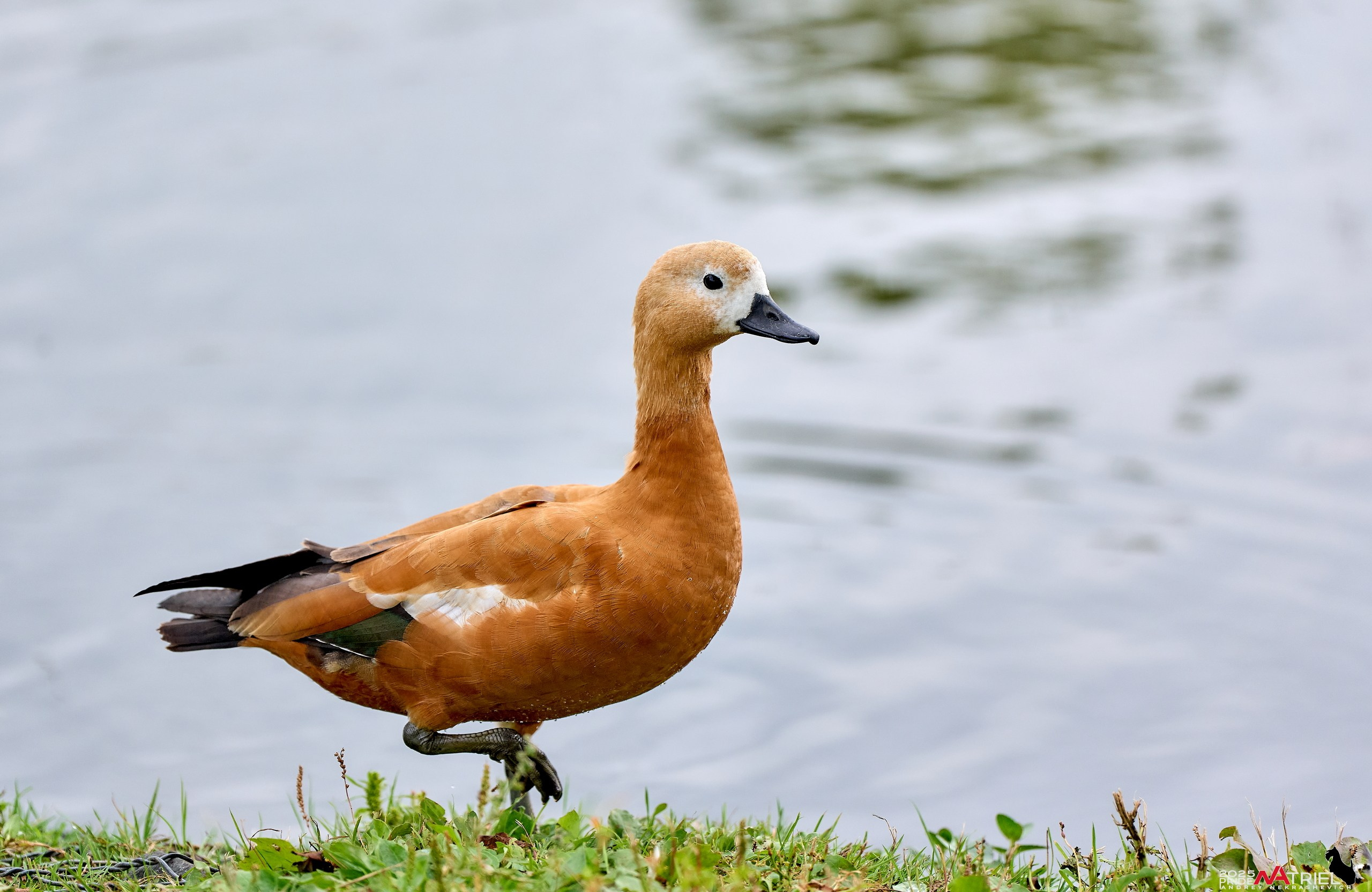 Утки на пруду