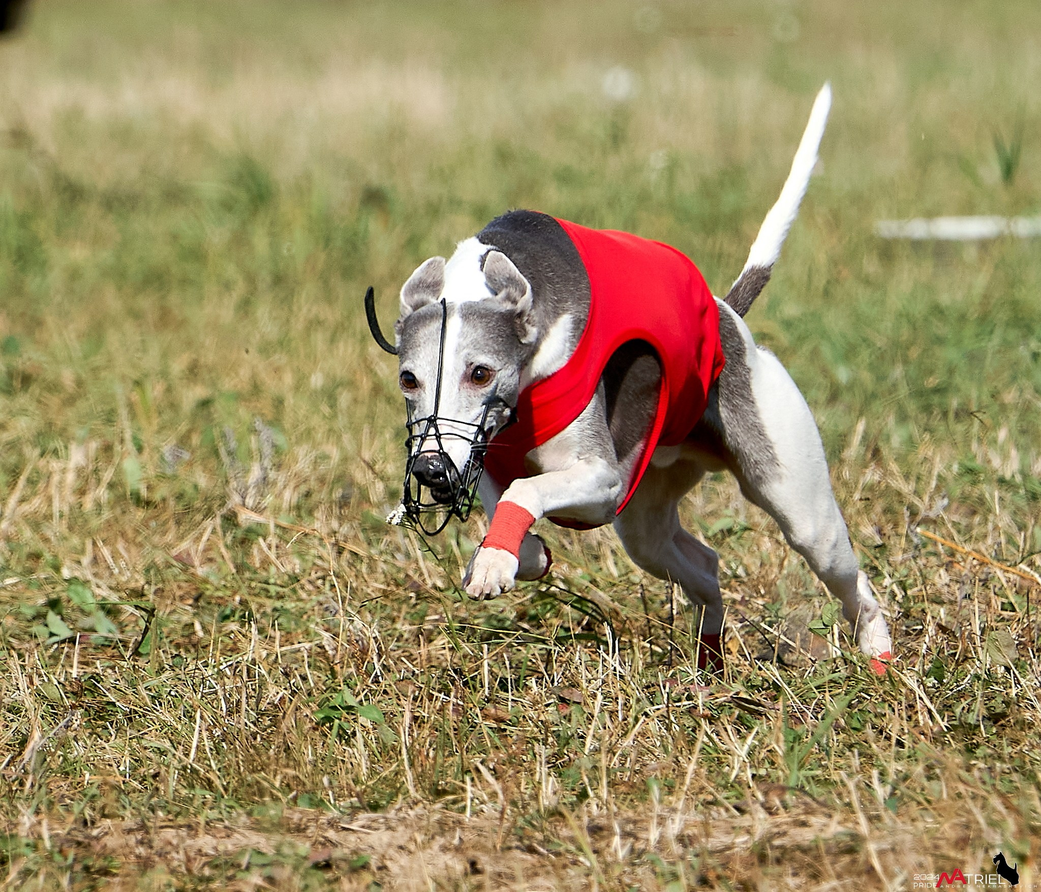 Курсинг в Иволге