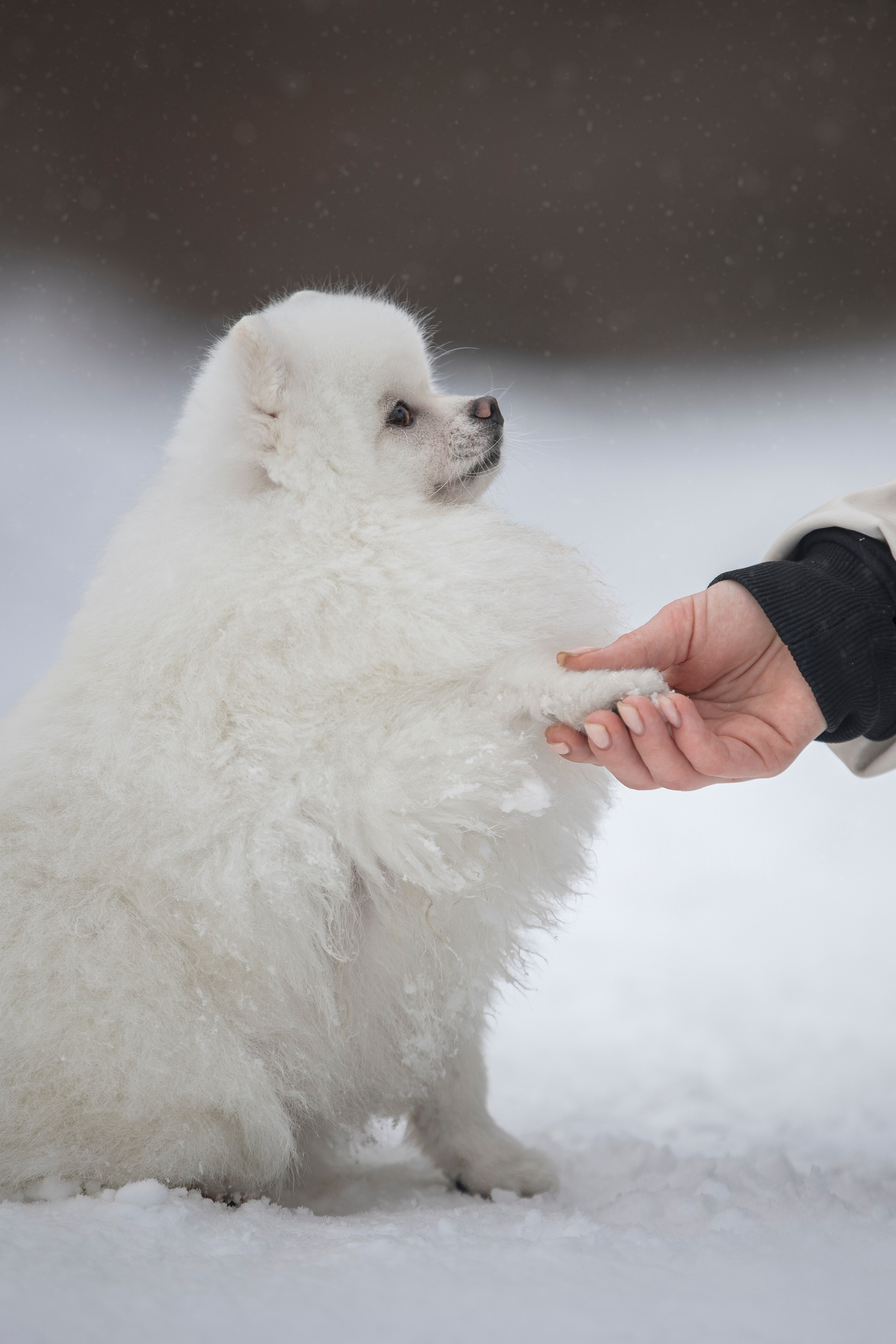 Настя, Игорь, Тесс и Марс. Фотограф анималист в Москве Майорова Евгения