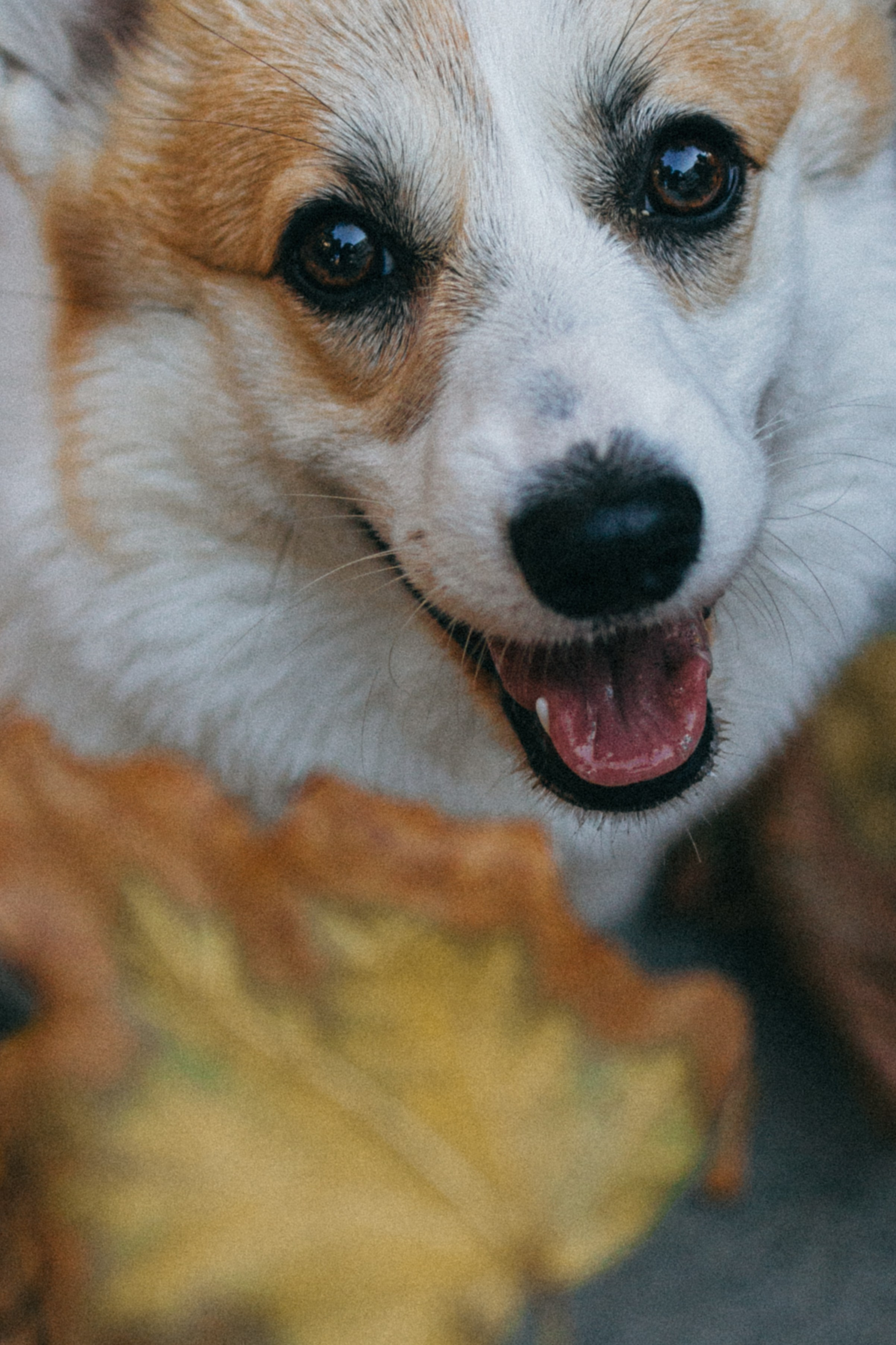 Даша, Рома и Лесли. Фотораф — анималист Мария Шистка