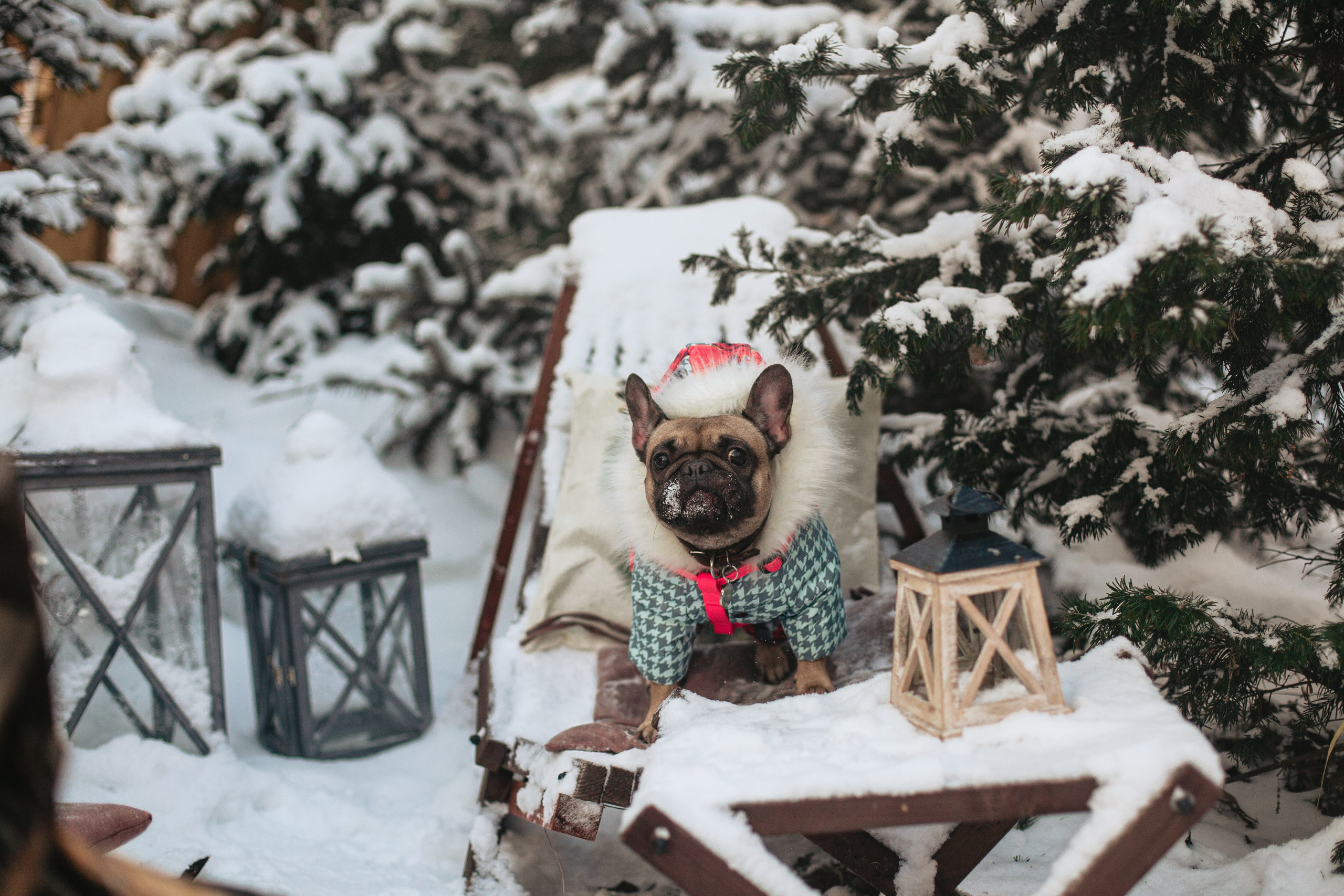 Зингер дача. Фотограф-анималист Татьяна Степанова