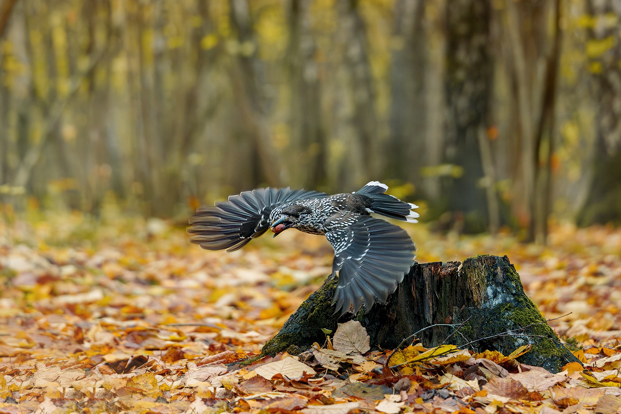Удивительные мир птиц. Вокруг нас столько прекрасного — присмотритесь!. Ваш личный фотограф Марина Волкова