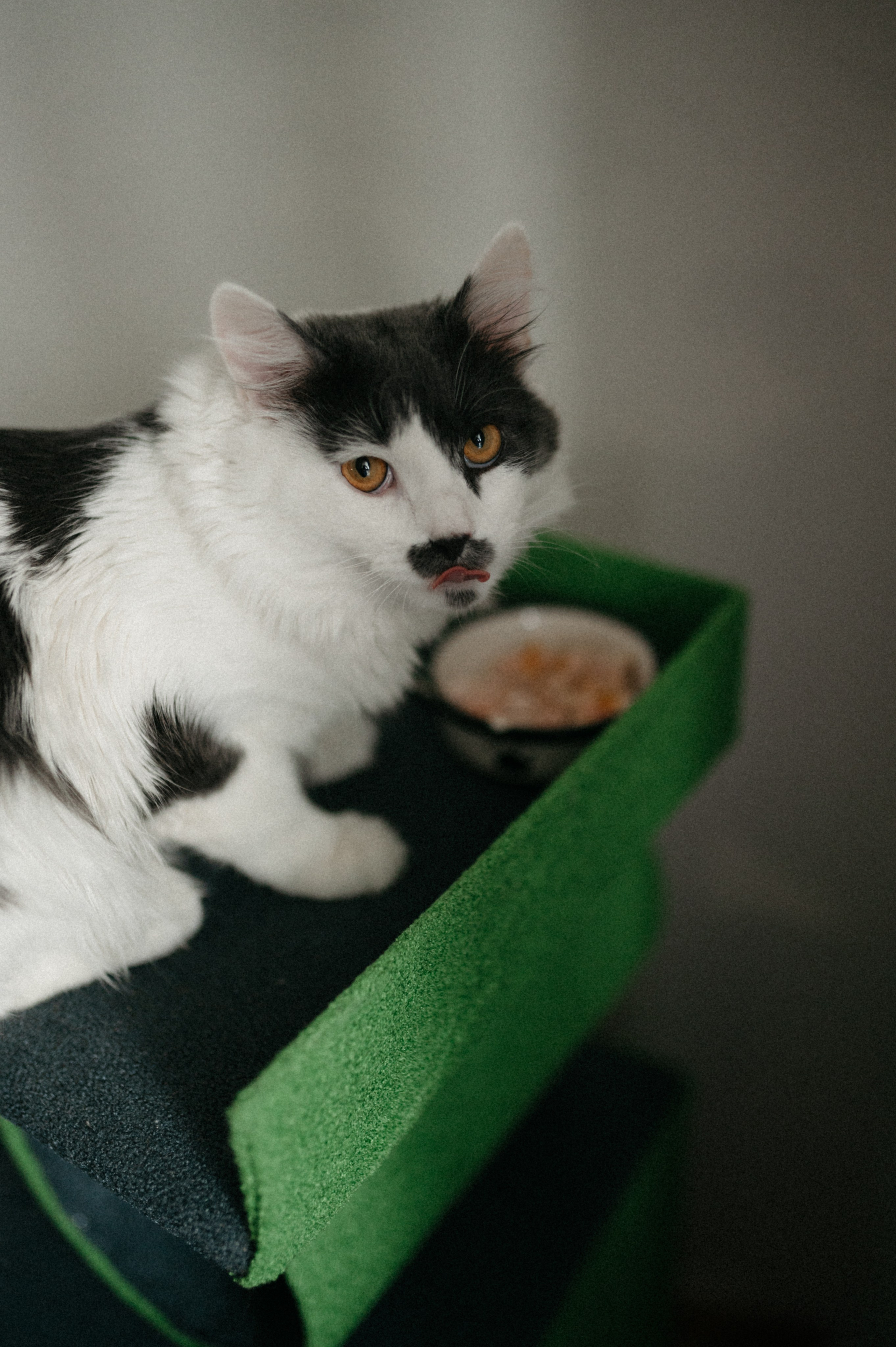Оля и её меховая банда. Фотограф анималист в Москве Ольга Агушева