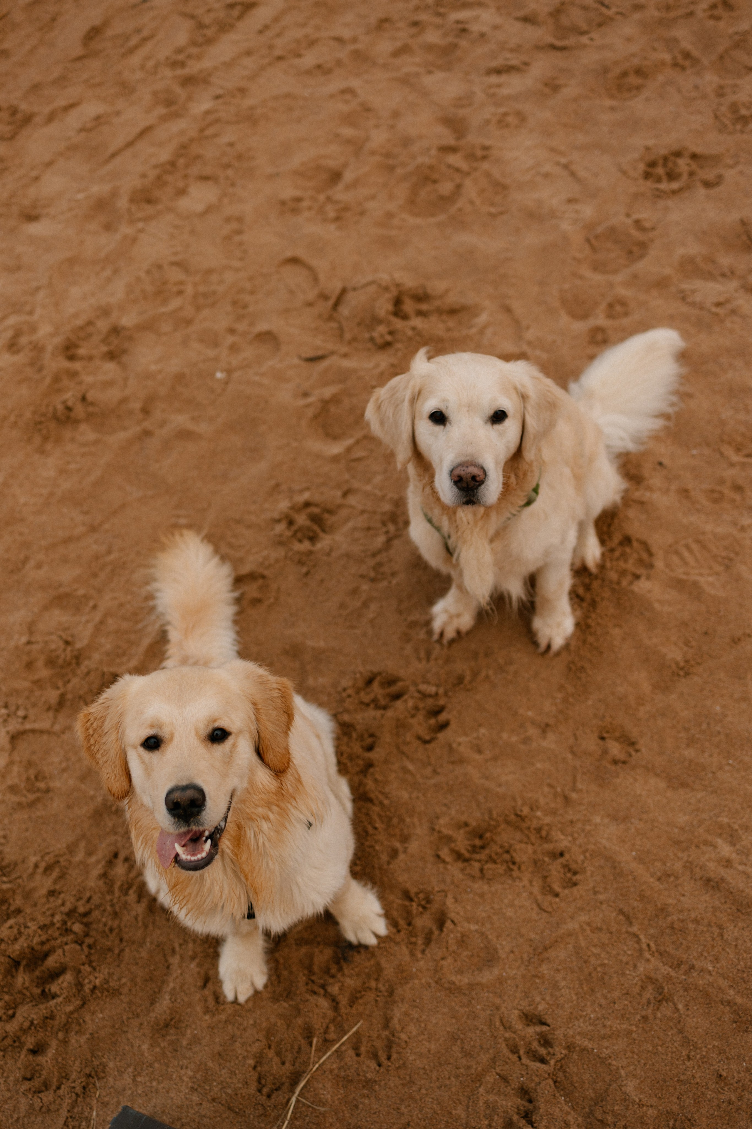 Ирина и Бася. Фотограф — Анималист | Санкт-Петербург