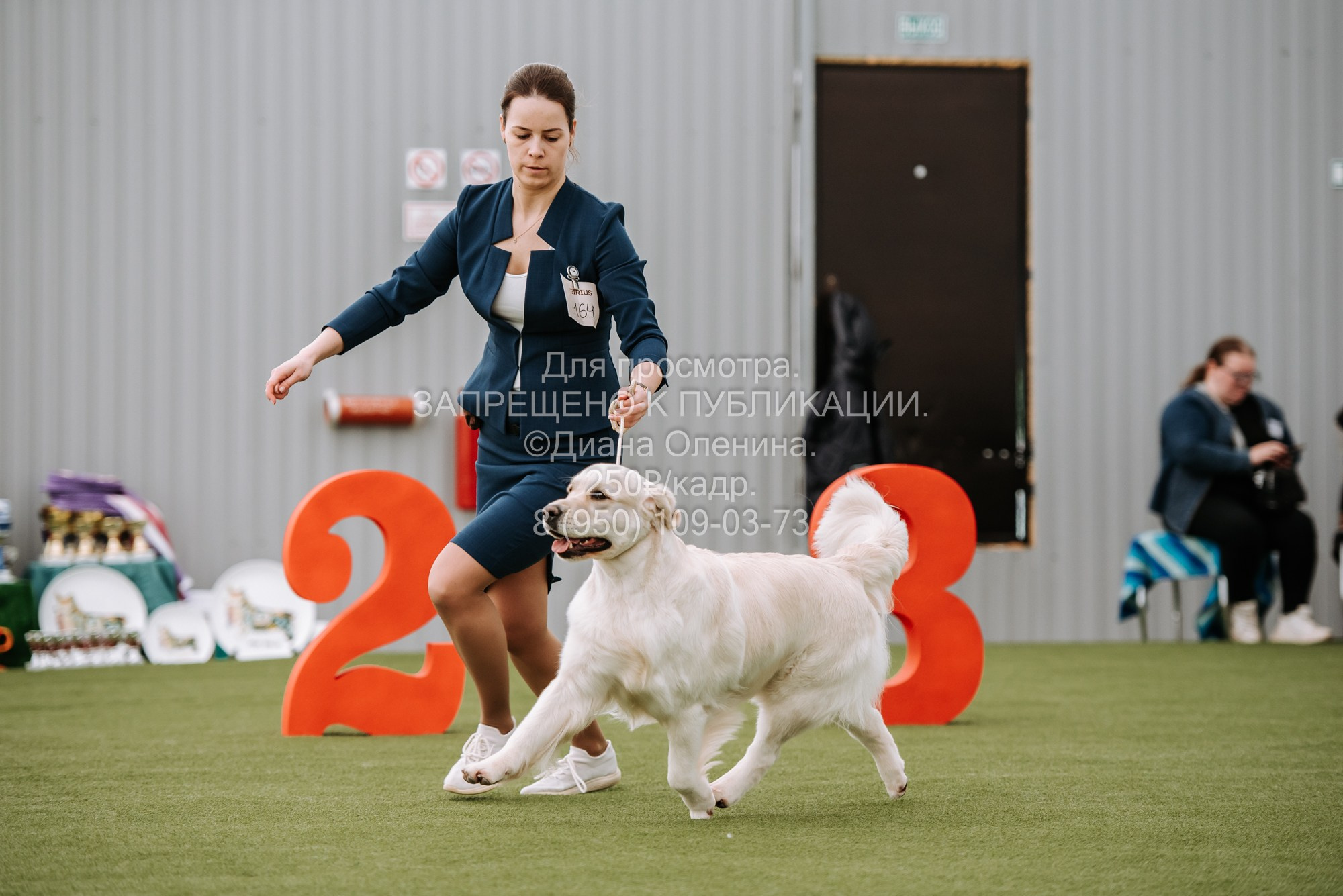 Выставка собак Красноярск 2.06. Фотограф Диана Оленина Красноярск / Братск