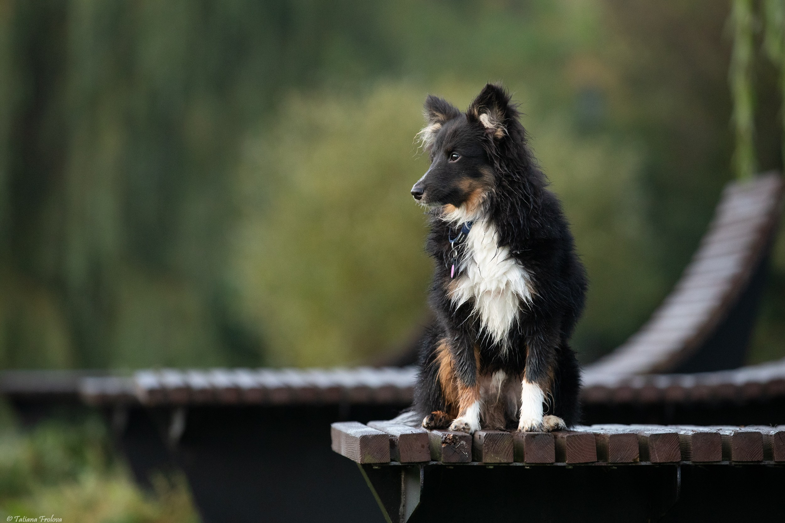 Утренняя фотопрогулка с двумя собаками по Москве. Фотограф-анималист в Москве и Московской области Татьяна Фролова