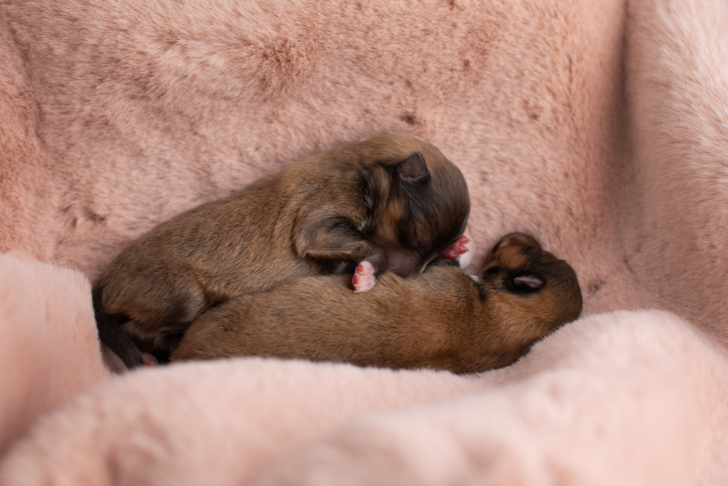Ньюборн съемка для новорожденных щенков в доме заводчика. Фотограф-анималист в Москве и Московской области Татьяна Фролова