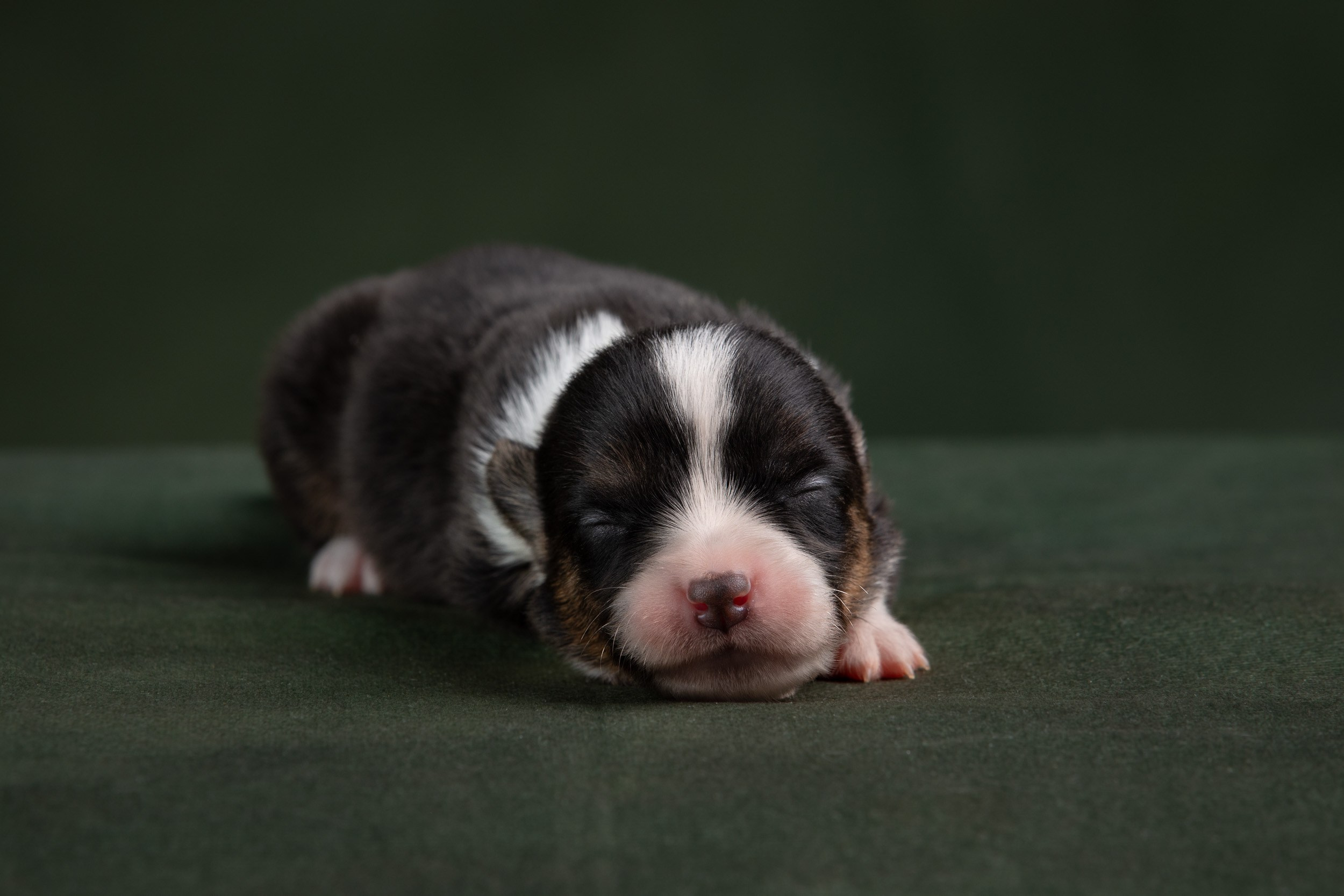 Ньюборн фотосъемка для помета вельш корги кардиганов. Фотограф-анималист в Москве и Московской области Татьяна Фролова