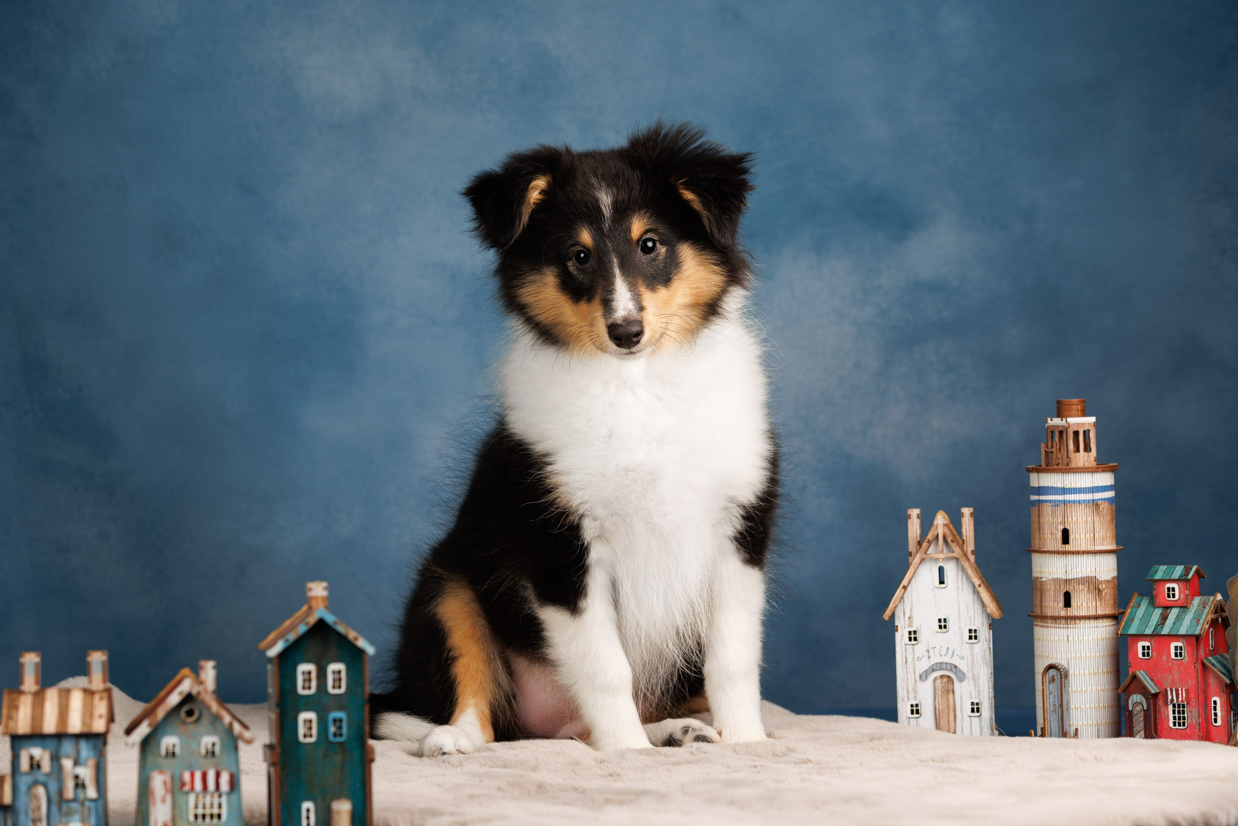 Шелтята Пушкино. Фотограф-анималист в Москве и Московской области Татьяна Фролова