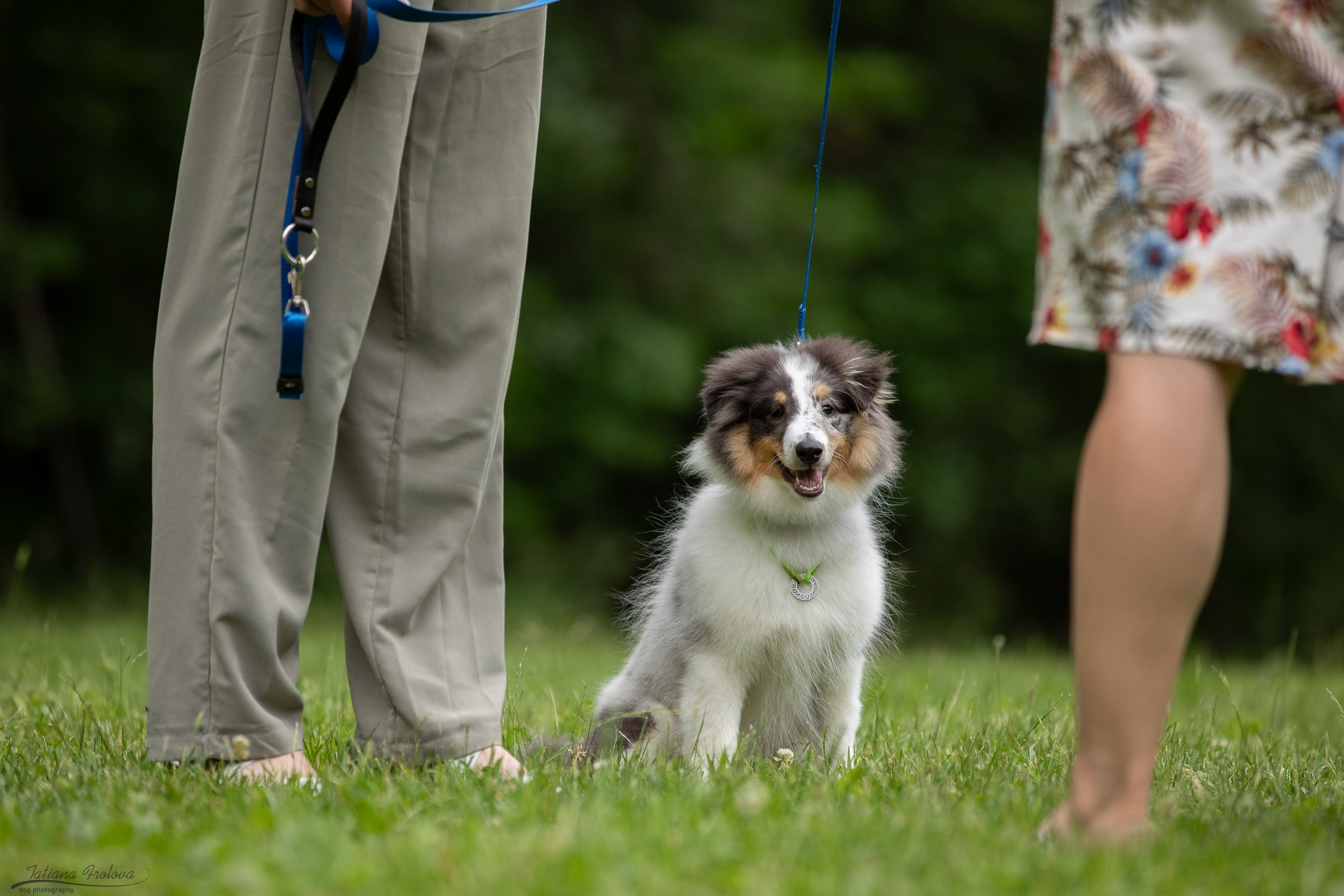 Репортаж с выводки молодняка колли/шелти в Ясенево. Фотограф-анималист в Москве и Московской области Татьяна Фролова