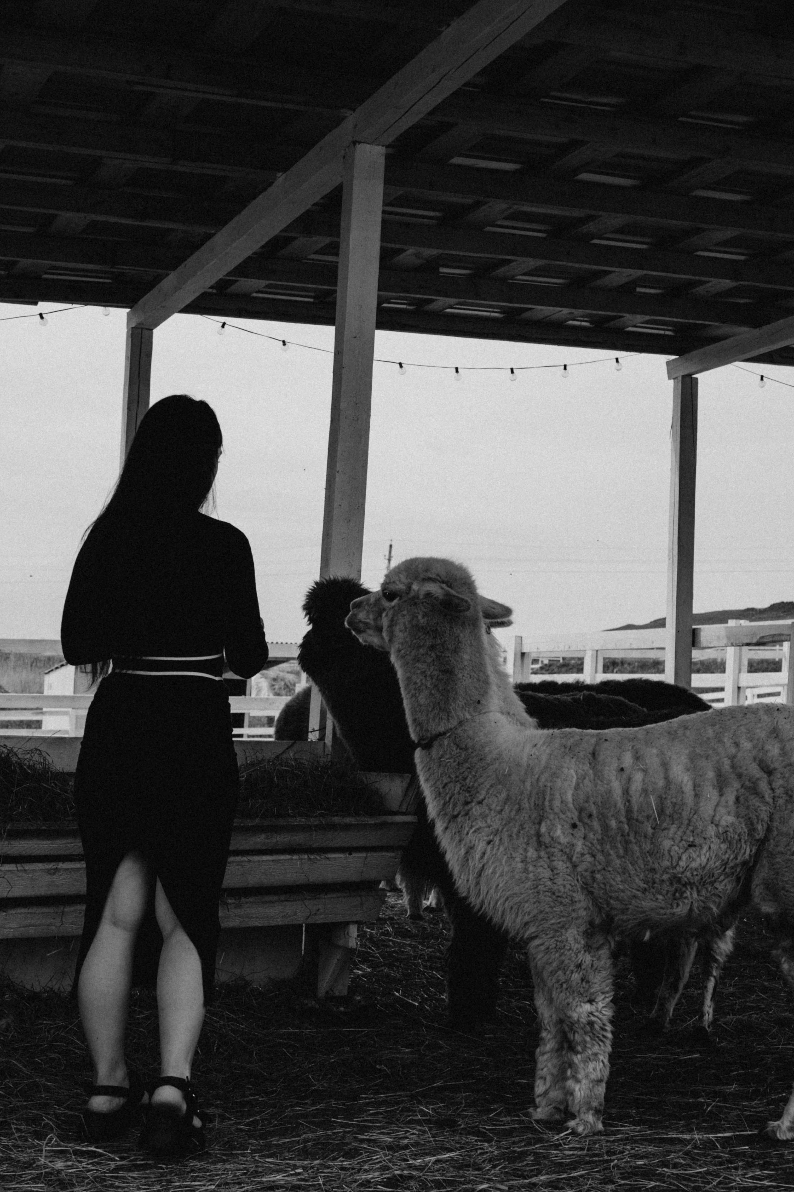 Ферма Альпак. Профессиональный фотограф, Санкт-Петербург — Виктория Богомолова