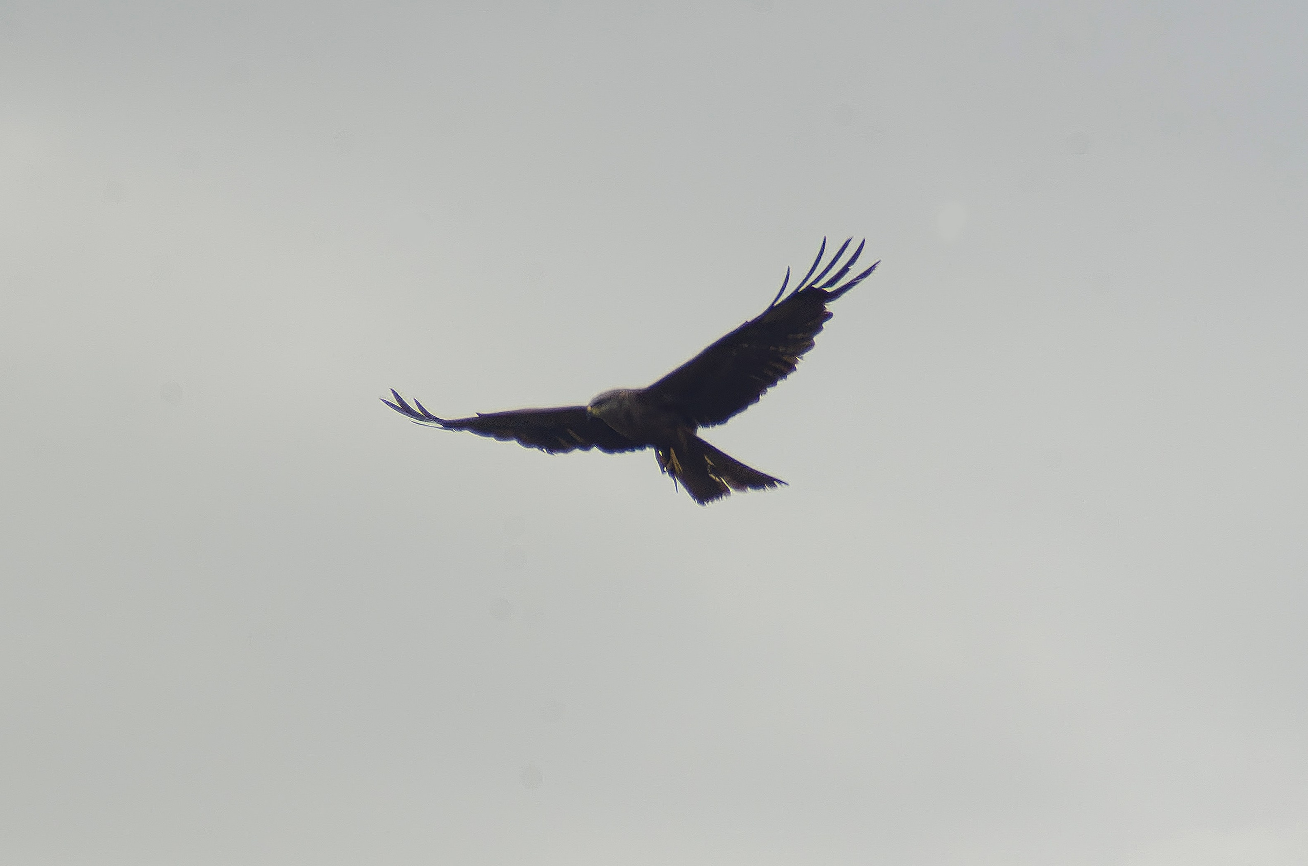 Птицы.Животные. Sreda fotoArt