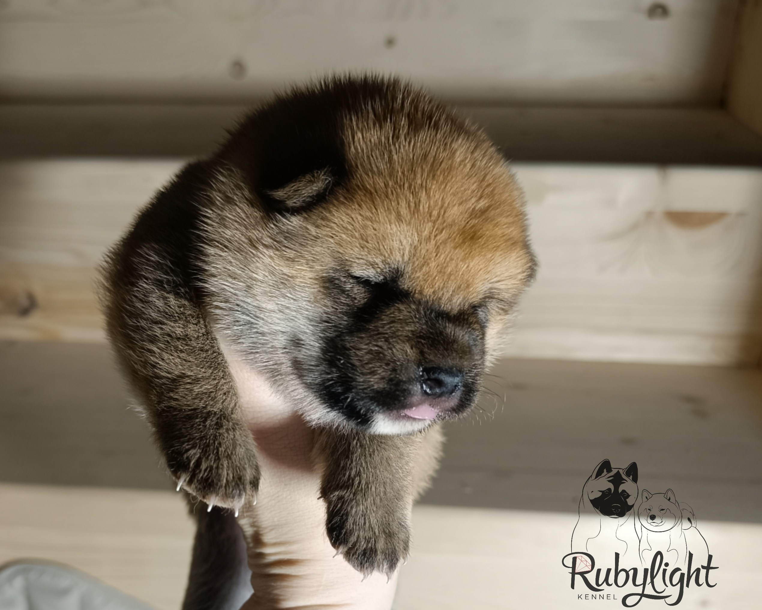 Сиба Rubylight Everest питомник Рубилайт 