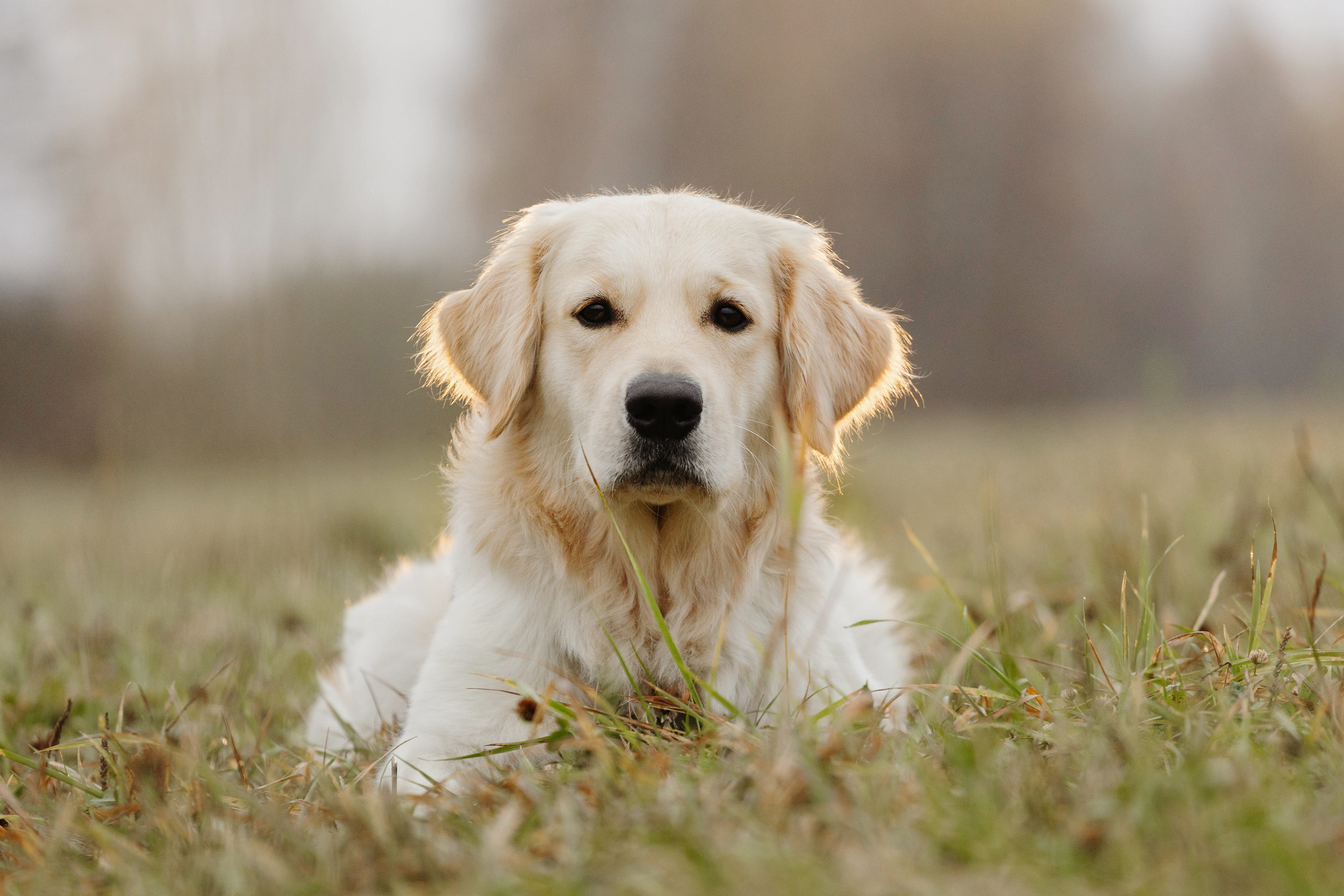 Dogcamp / Полина и Миша. Фотограф Кузина Вера