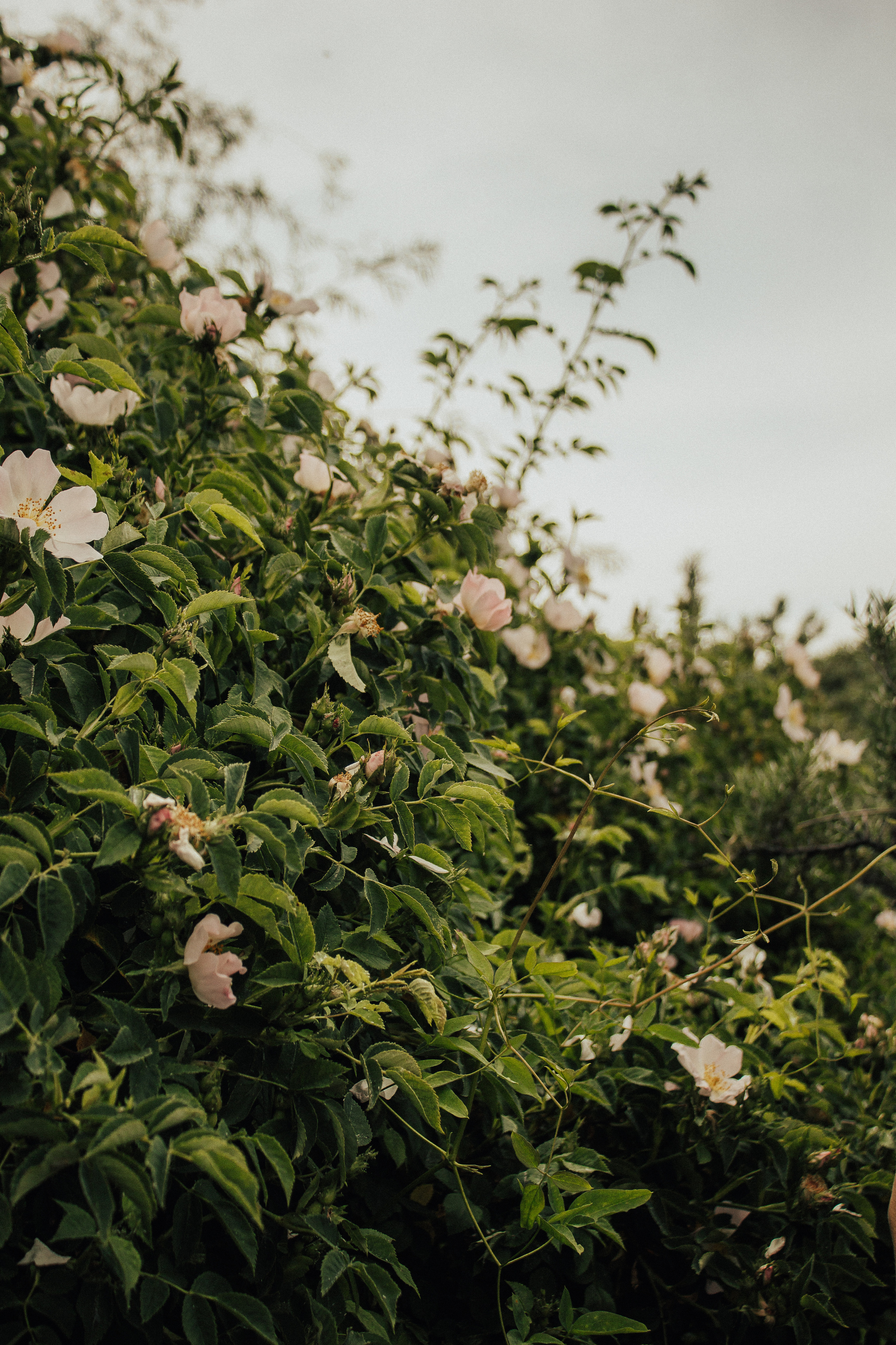 Анастасия. Natalya Bondareva Photographу