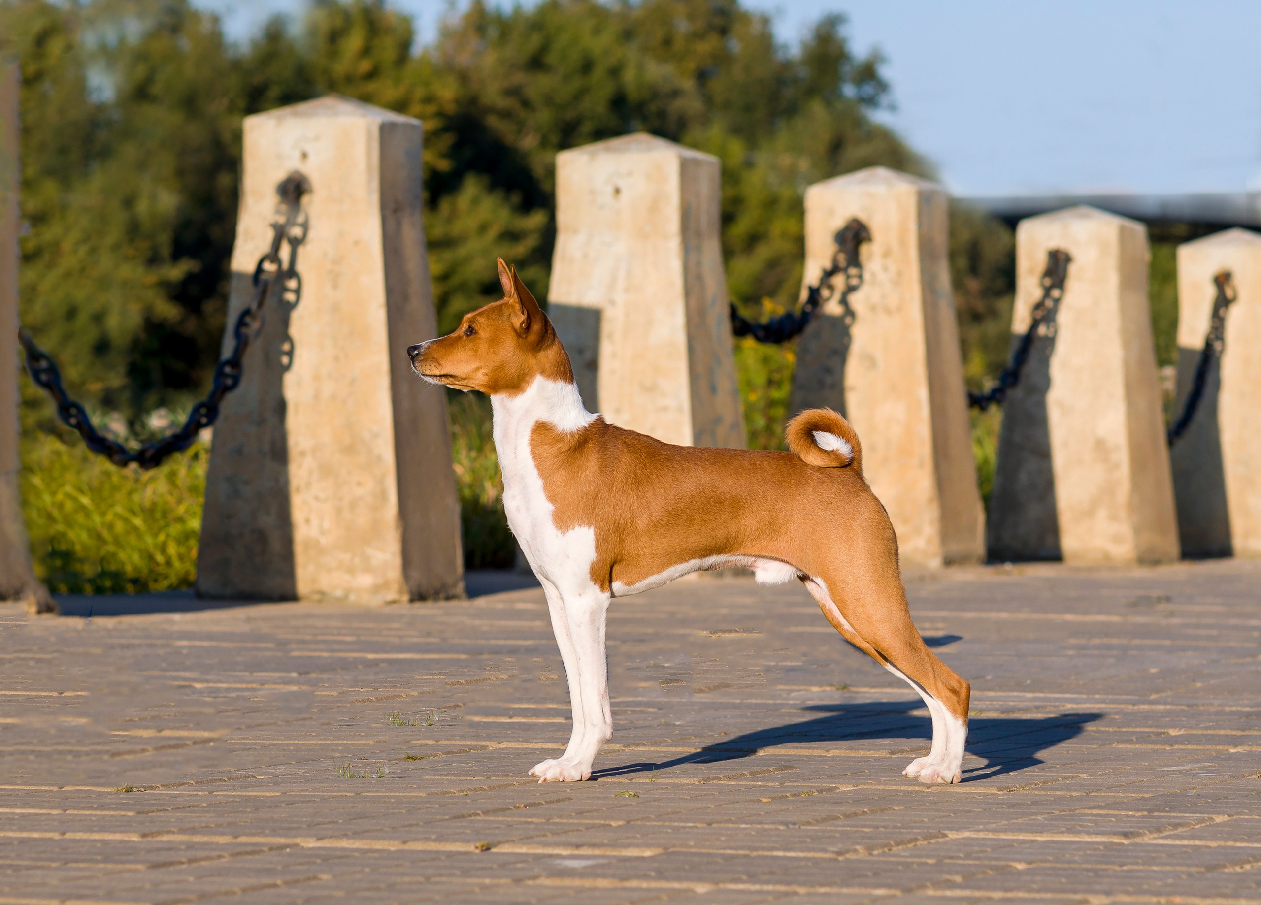 Басенджи. Фотограф — анималист Татьяна Ли