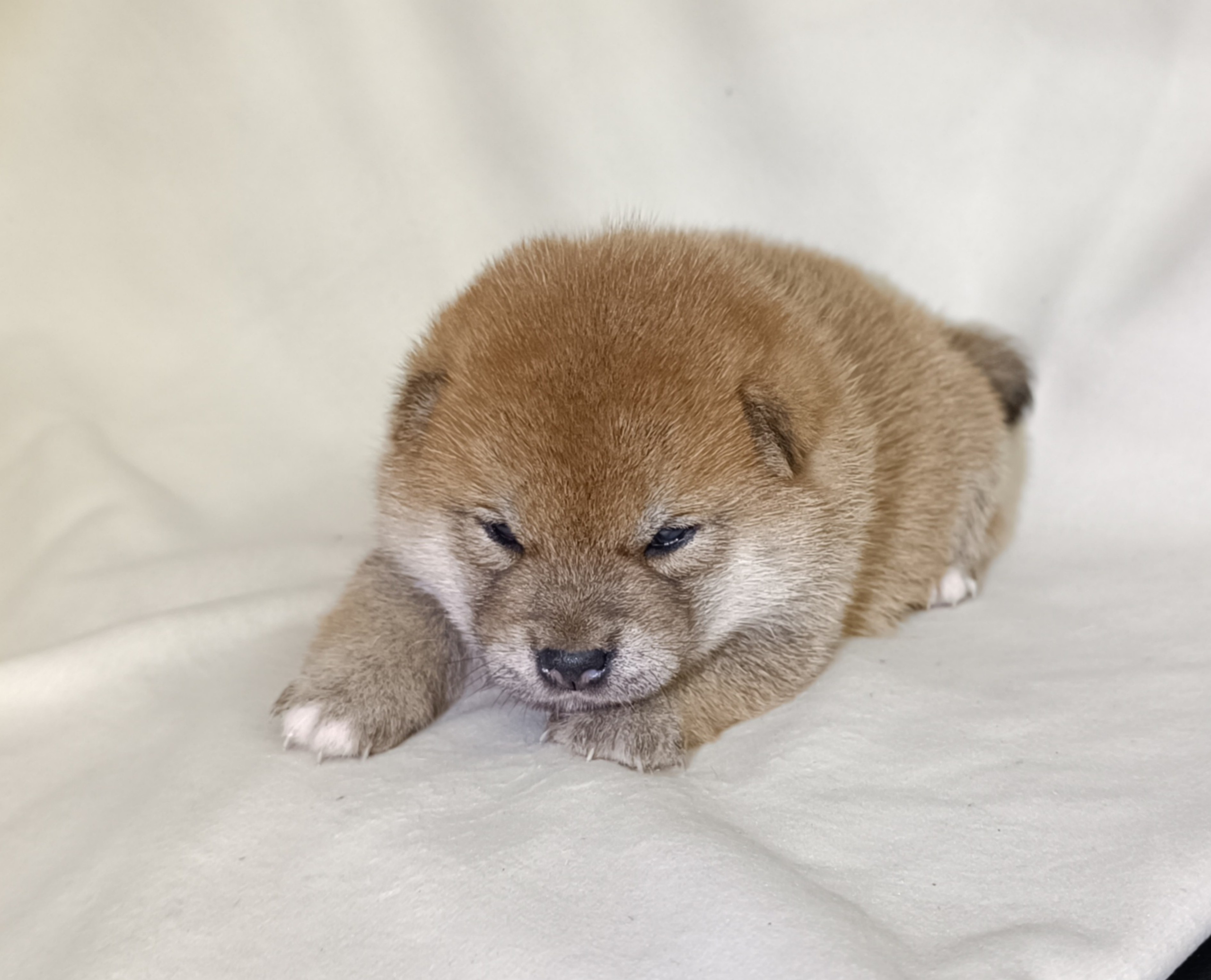 сиба питомник Рубилайт щенки на продажу rubylight  сиба щенки купить СПб Санкт-Петербург 