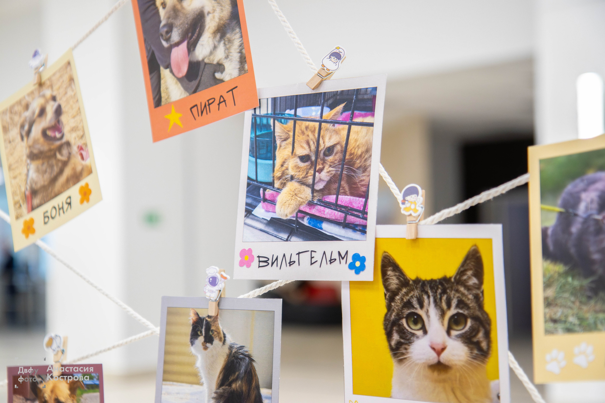 Ярмарка вакансий «Эд.хант». Репортажный фотограф во Владивостоке Анастасия Кострова