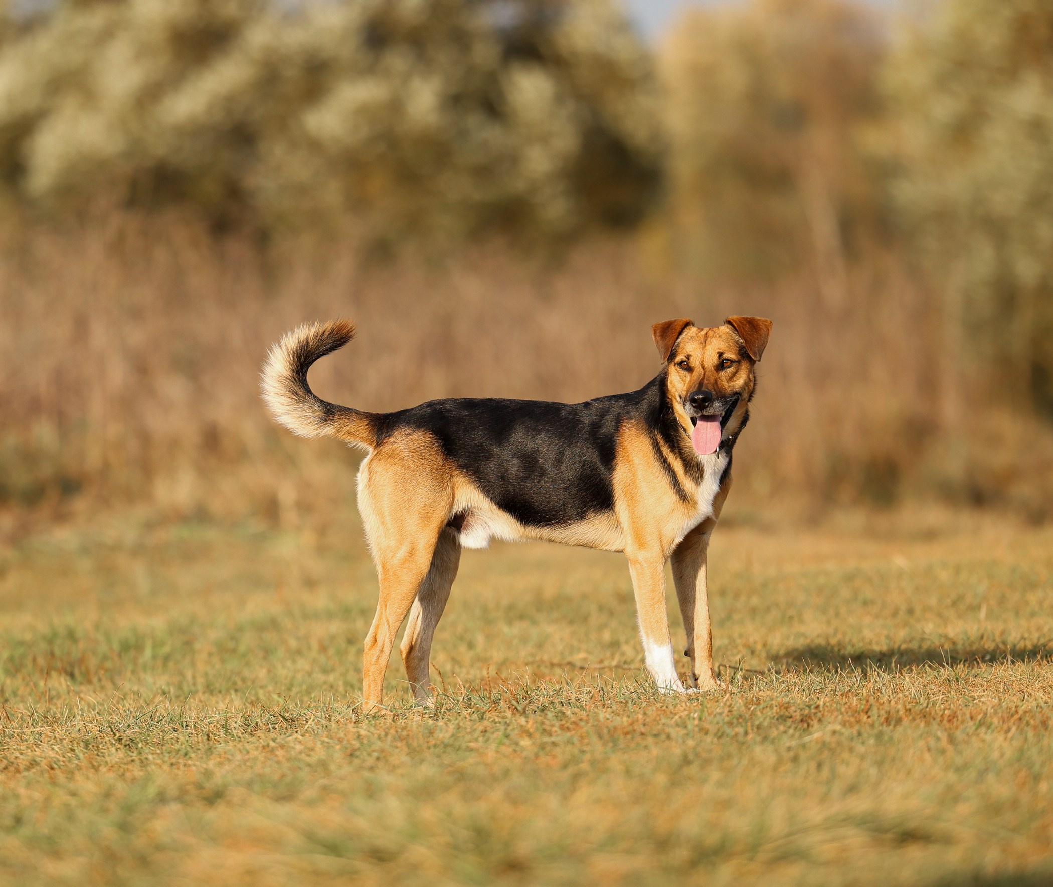 Прогулка на природе. Фотограф-анималист Полина Колкова | Москва
