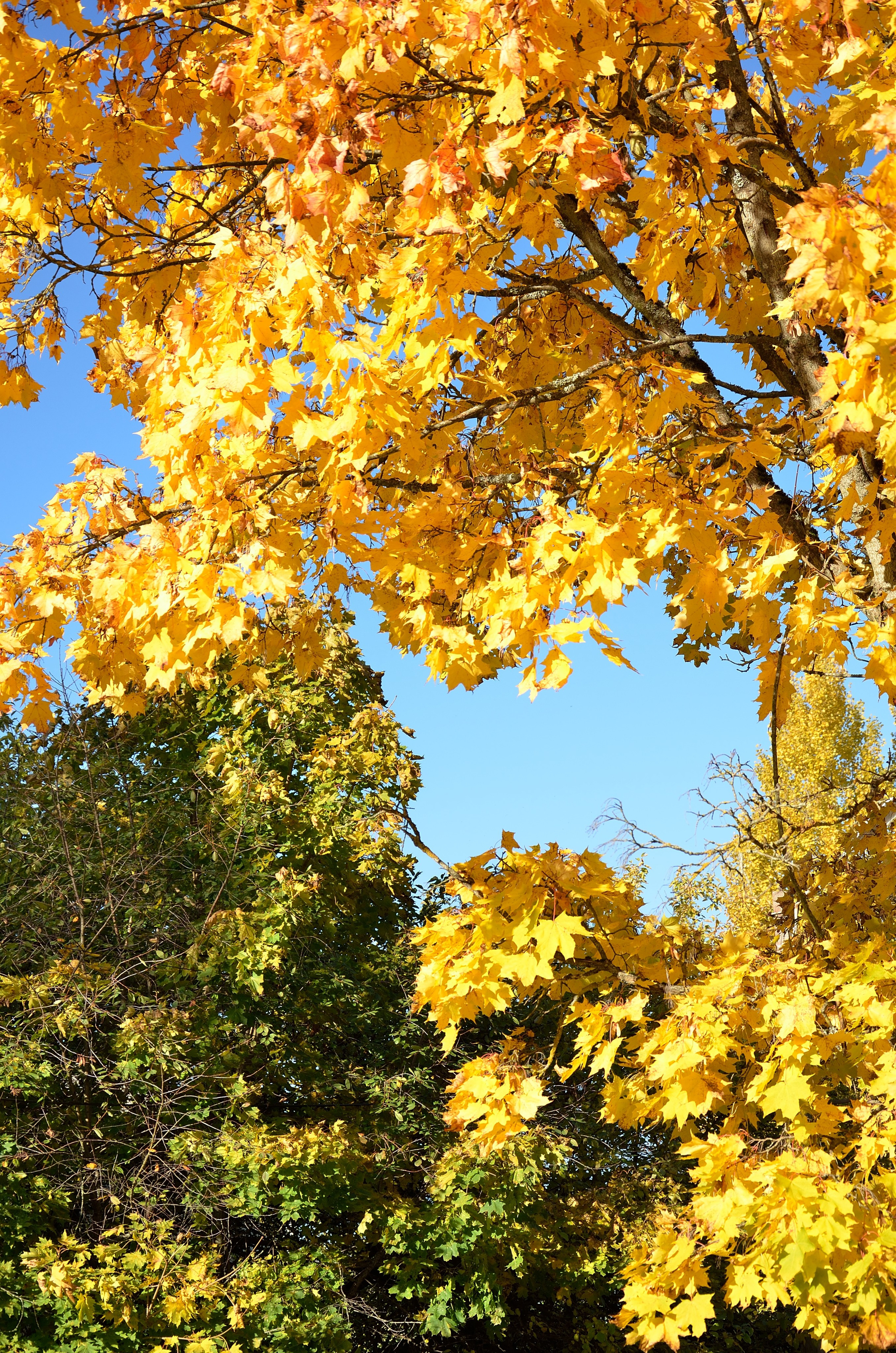 Природа и анималистика. Добро пожаловать на мой сайт, меня зовут Наталия, я фотограф